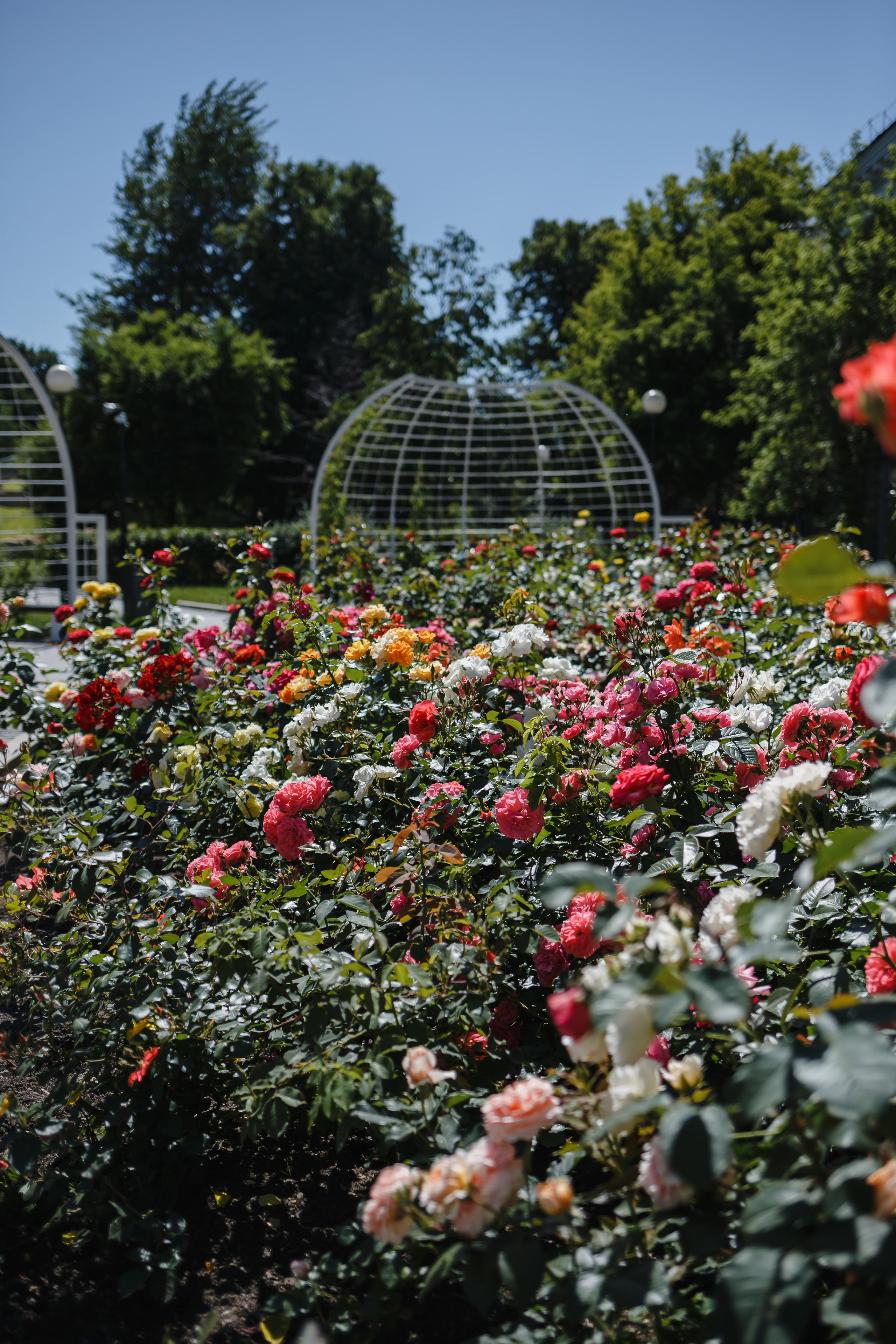 Саша, Настя, Валерия. Семейный фотограф Николаева Ольга