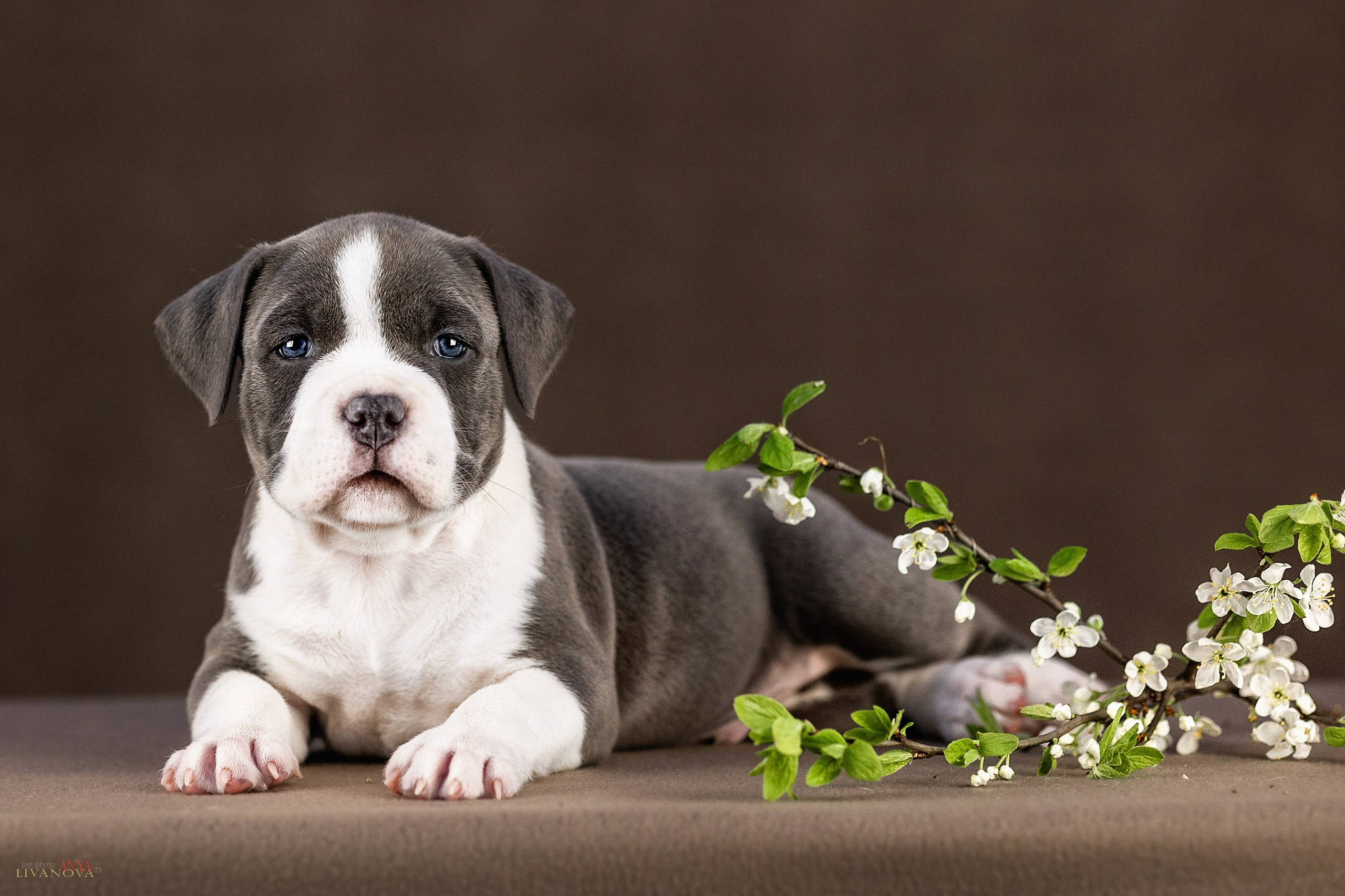 Стаффики. Фотограф анималист Аня Ливанова | Рыбинск