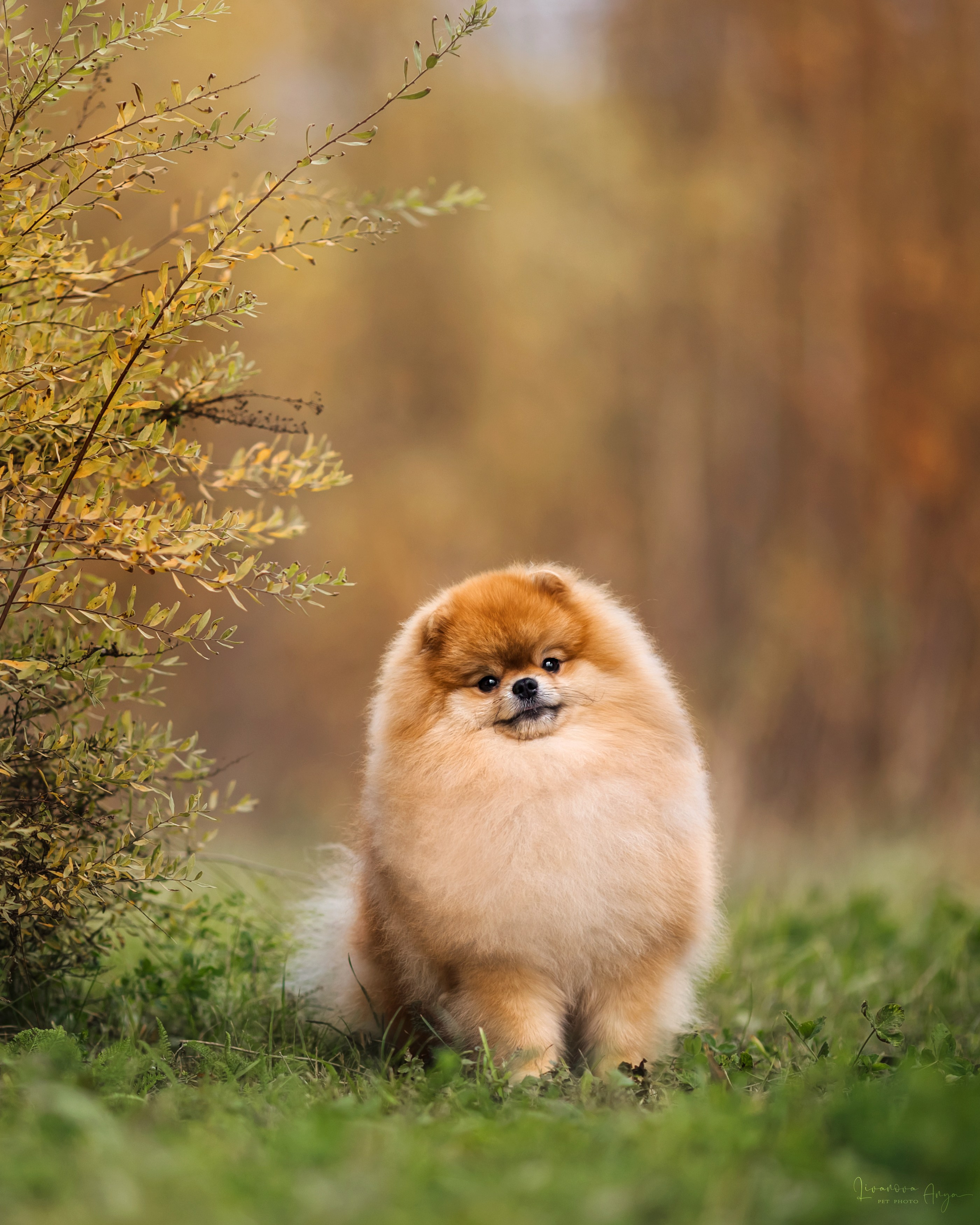 Шпицы и чихуахуа. Фотограф анималист Аня Ливанова | Рыбинск