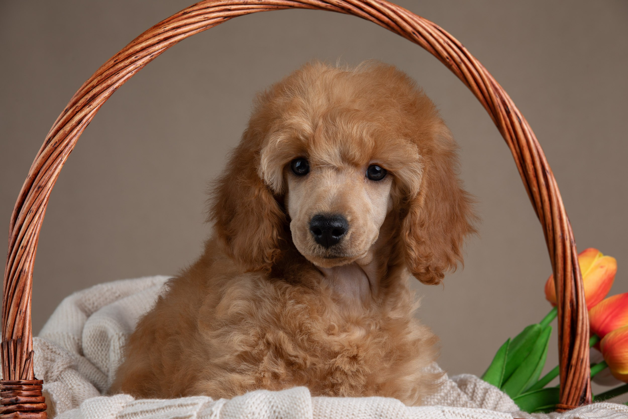 Фотосессия для щенков пуделя с выездом в Щербинку. Фотограф-анималист в Москве и Московской области Татьяна Фролова