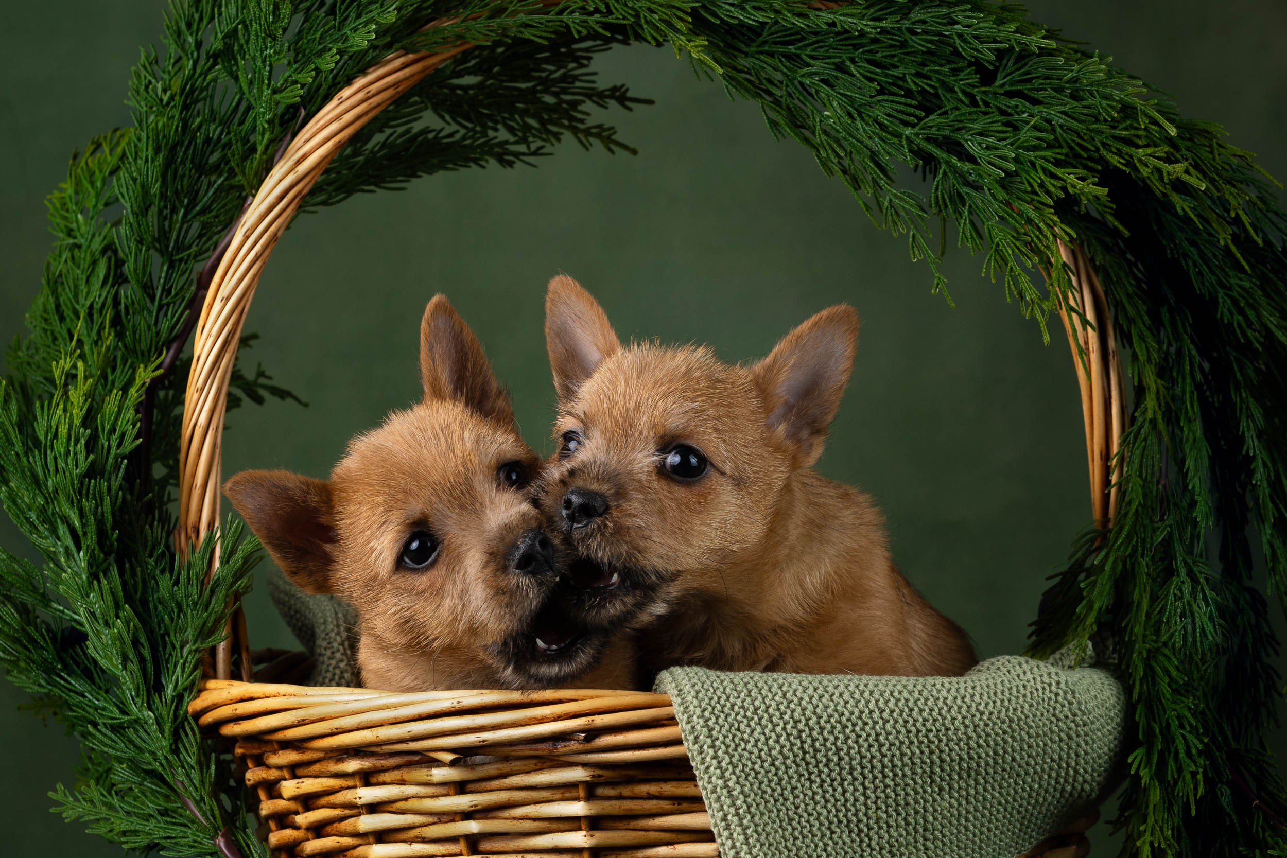Фотосъемка щенков норвич-терьера в питомнике Москва и область. Фотограф-анималист в Москве и Московской области Татьяна Фролова