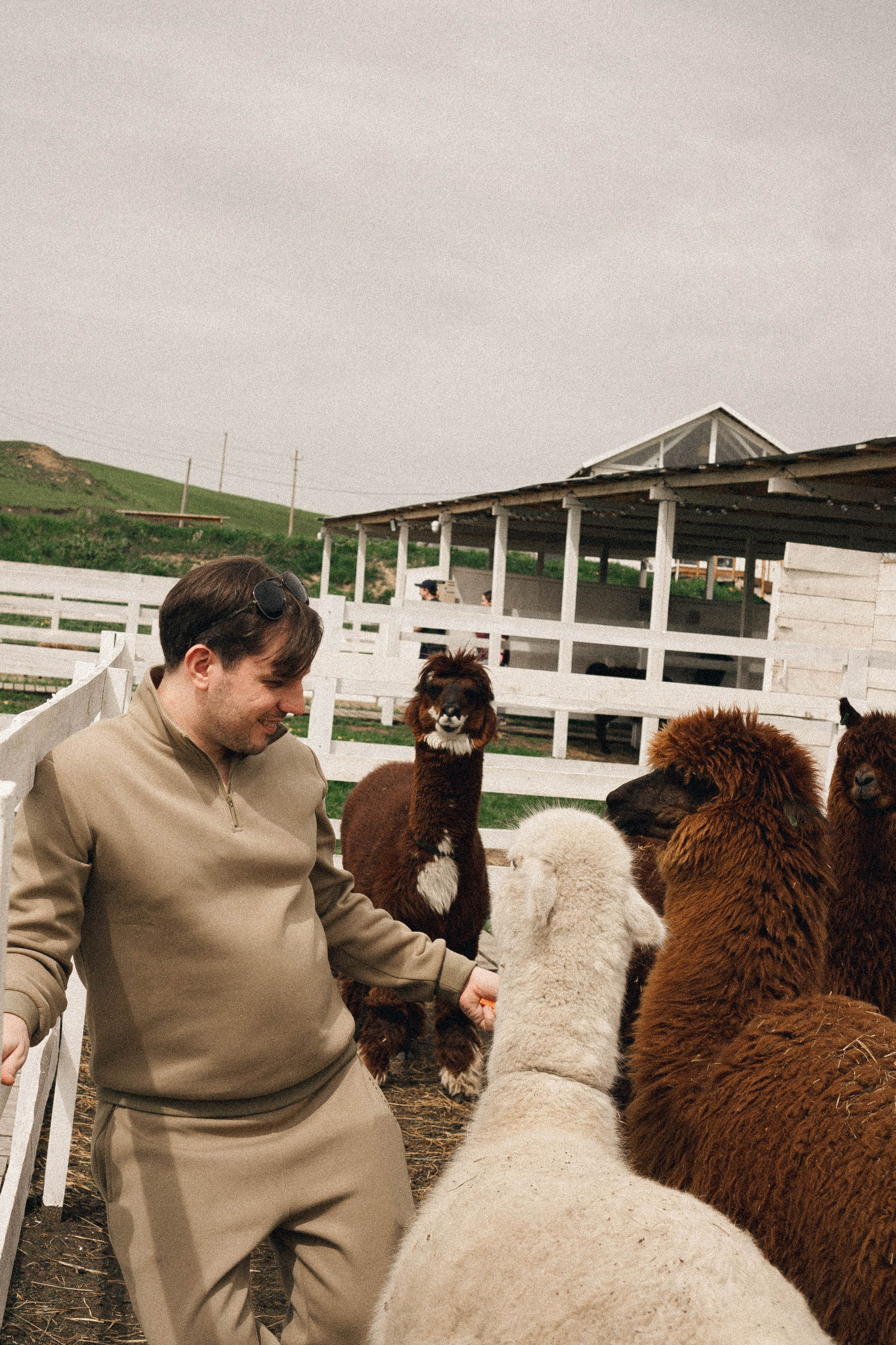 Ферма Альпак. Профессиональный фотограф, Санкт-Петербург — Виктория Богомолова