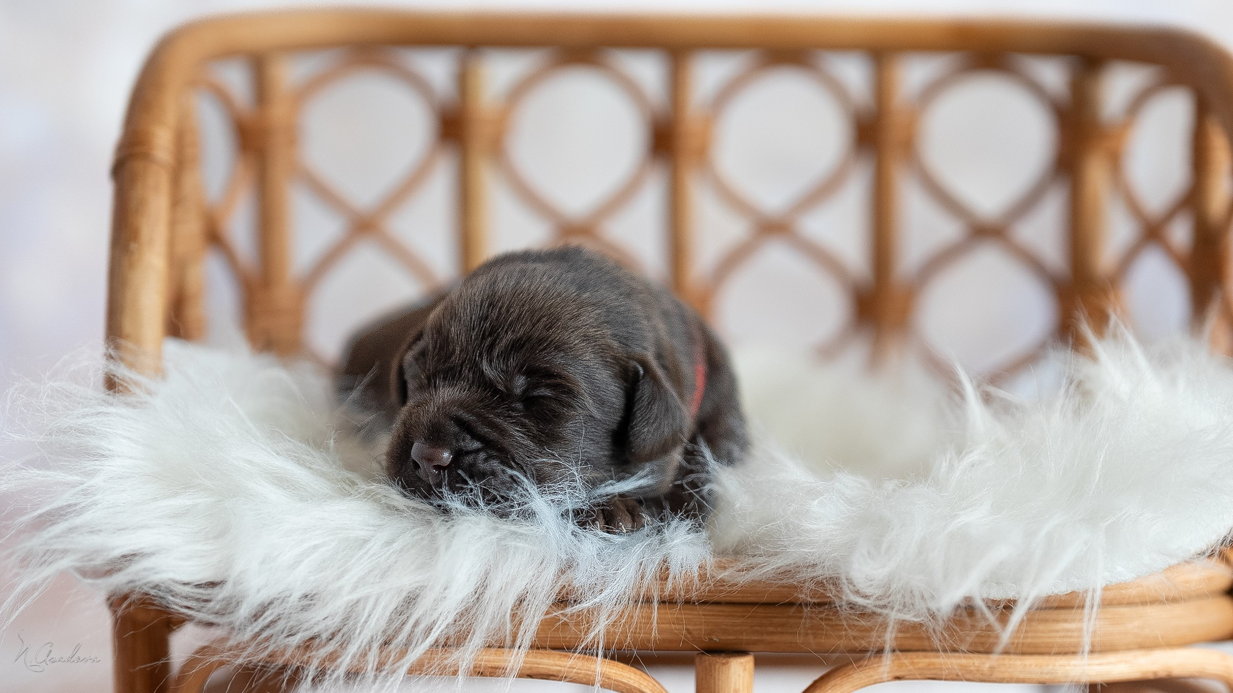 Новорожденные лабрадоры. Фотограф-анималист Асадова