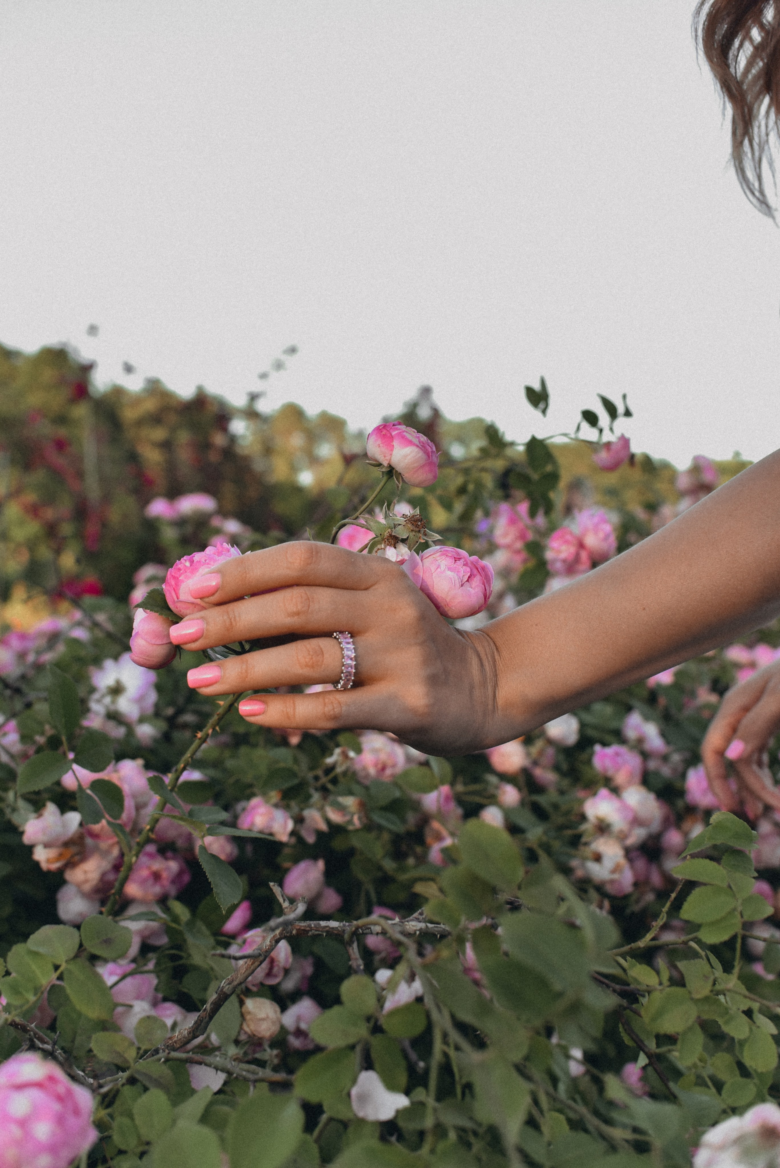 Розовая роща. Семейный фотограф Milena feel it