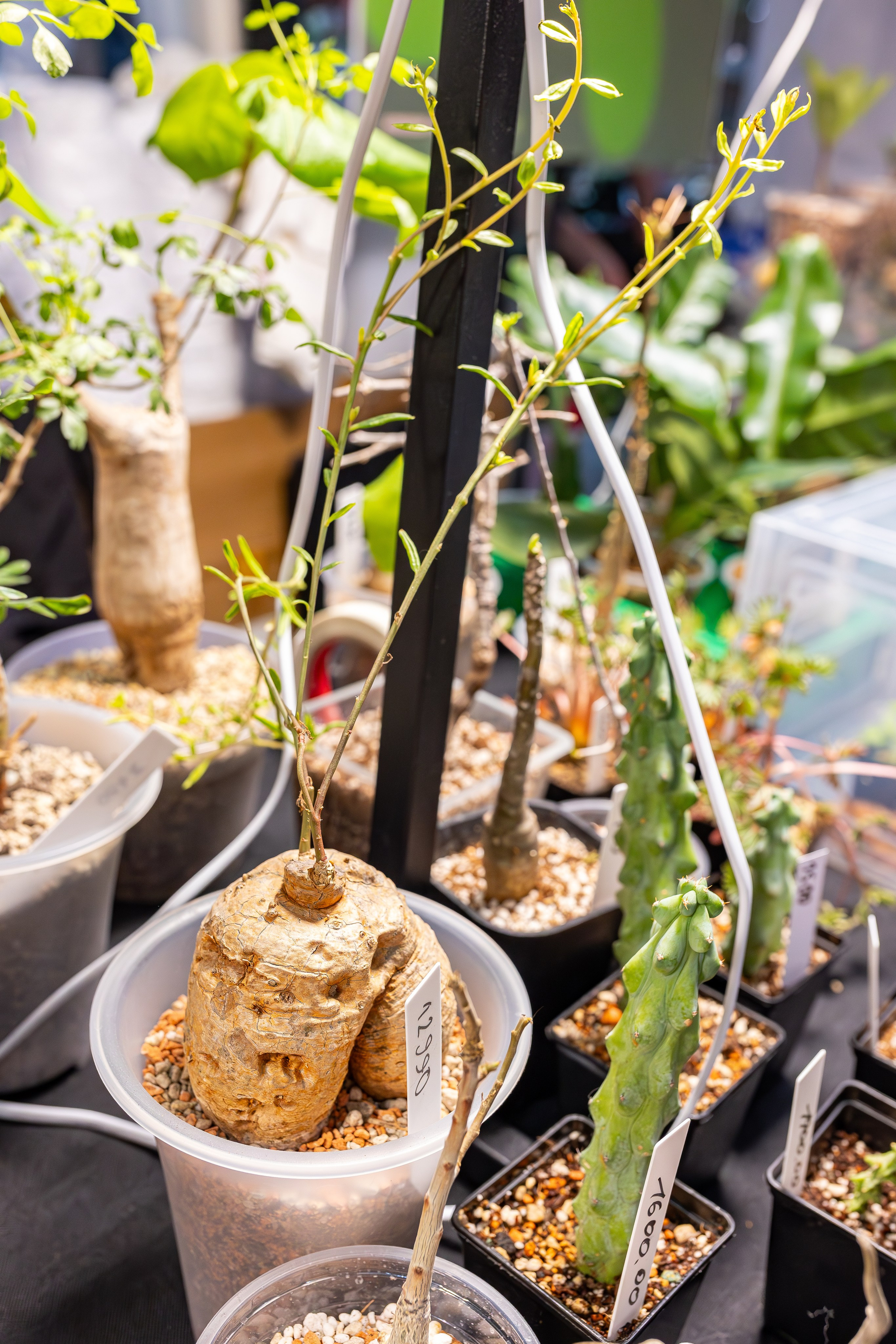 Монстериум апрель 2026. Александра Куликова фотограф, Москва