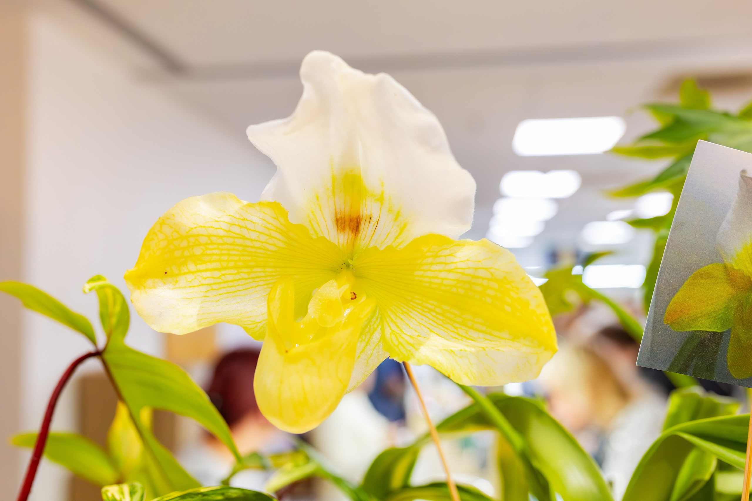 Орхидиум сентябрь 2025. Александра Куликова фотограф, Москва