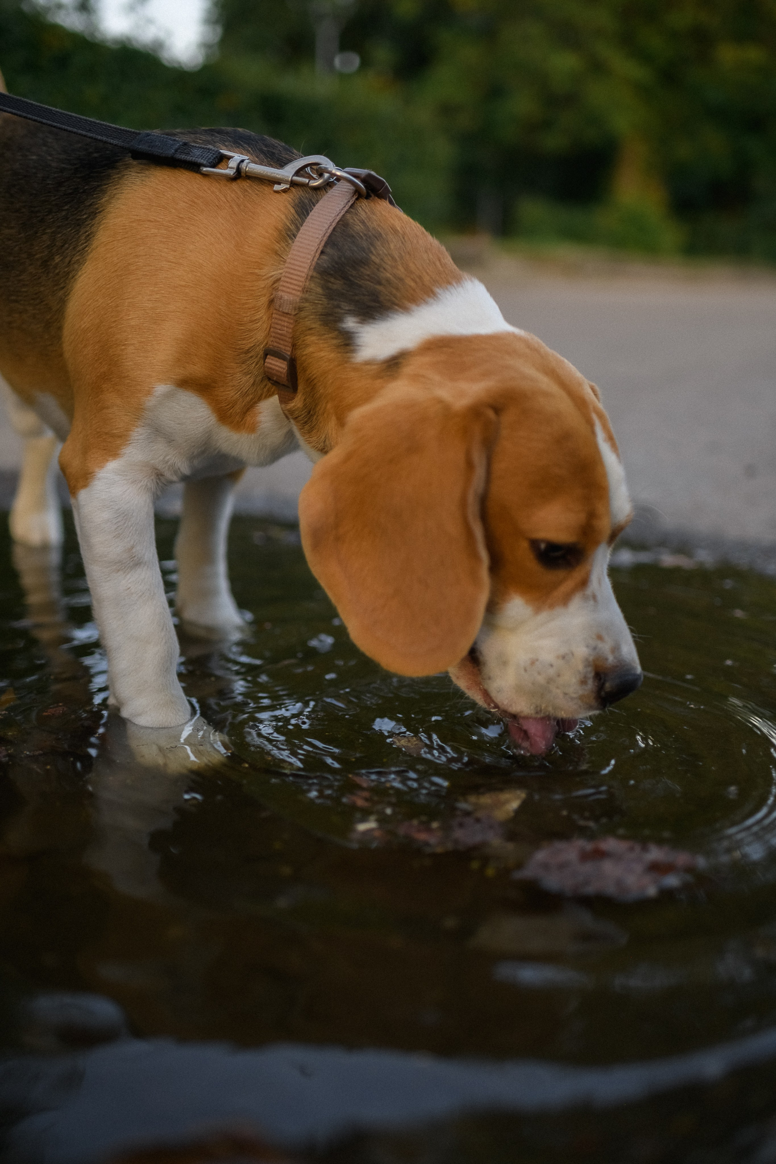 Дарья, Илья и Гатти. Семейный и детский фотограф Смоленск