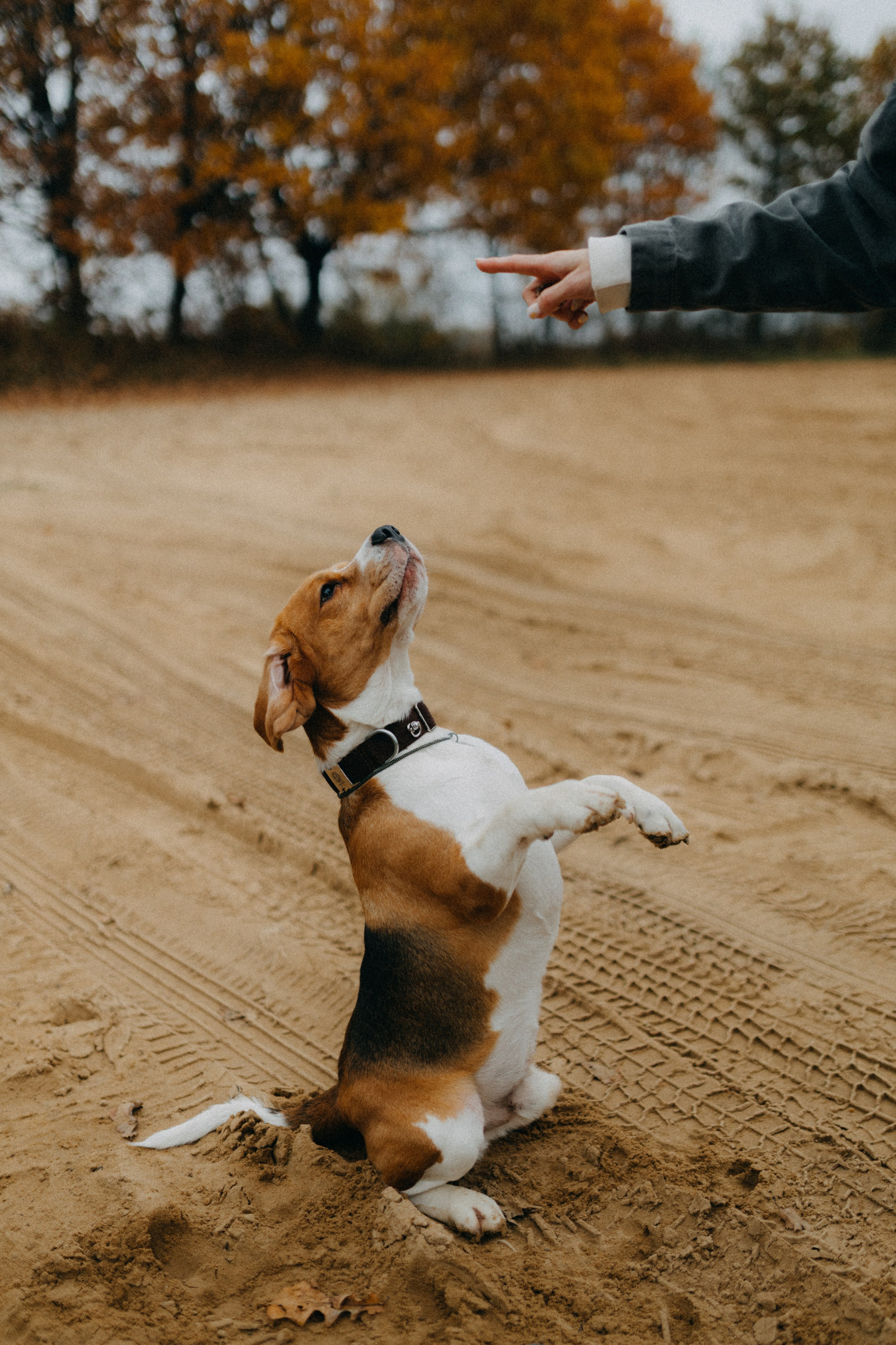Ксюша & Федя. Прогулка с Лайдом. Фотограф НОГИНСК, Москва, Анастасия Белая