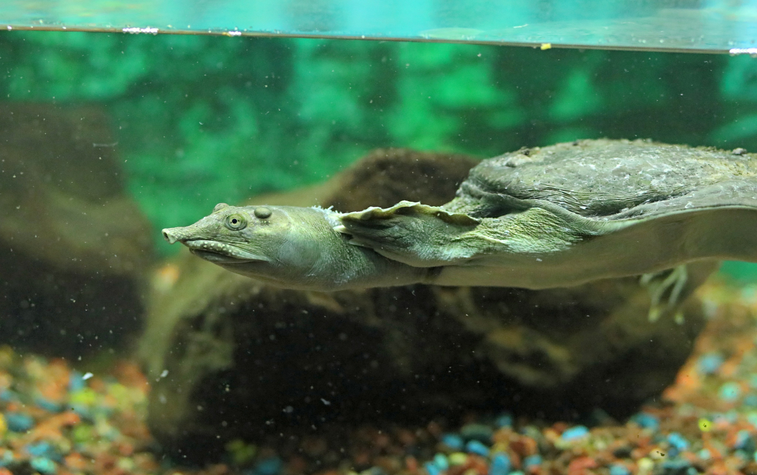 Ростовский зоопарк. Фото-художник и Репортажный фотограф Николаев Александр Алексеевич