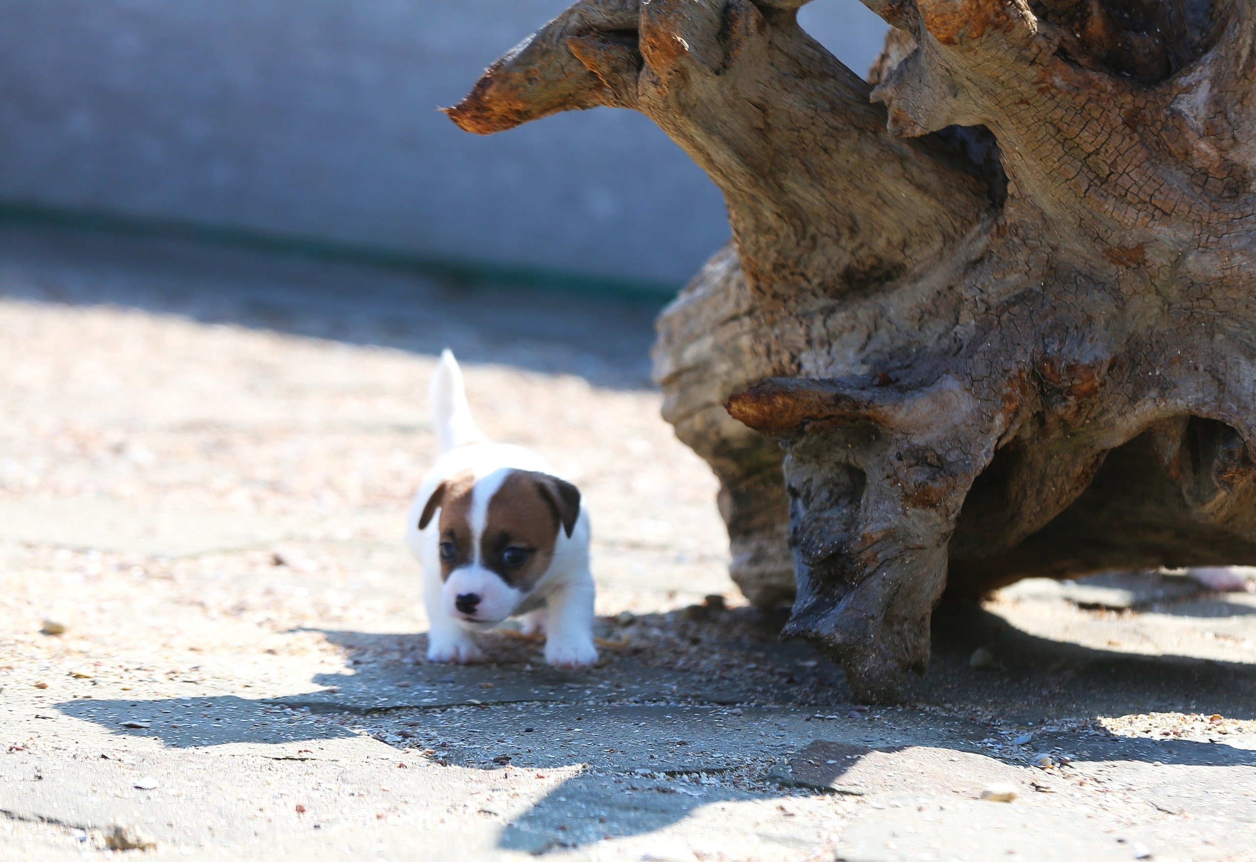 Общий альбом. Lovely-Orange питомник джек рассел терьеров