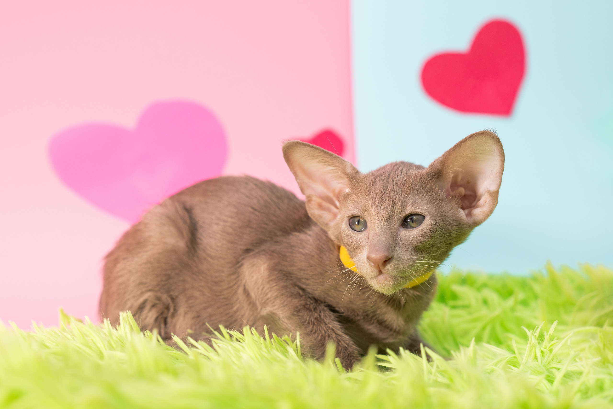 Заводчик Юлия Панова. Творческий фотограф Вологда