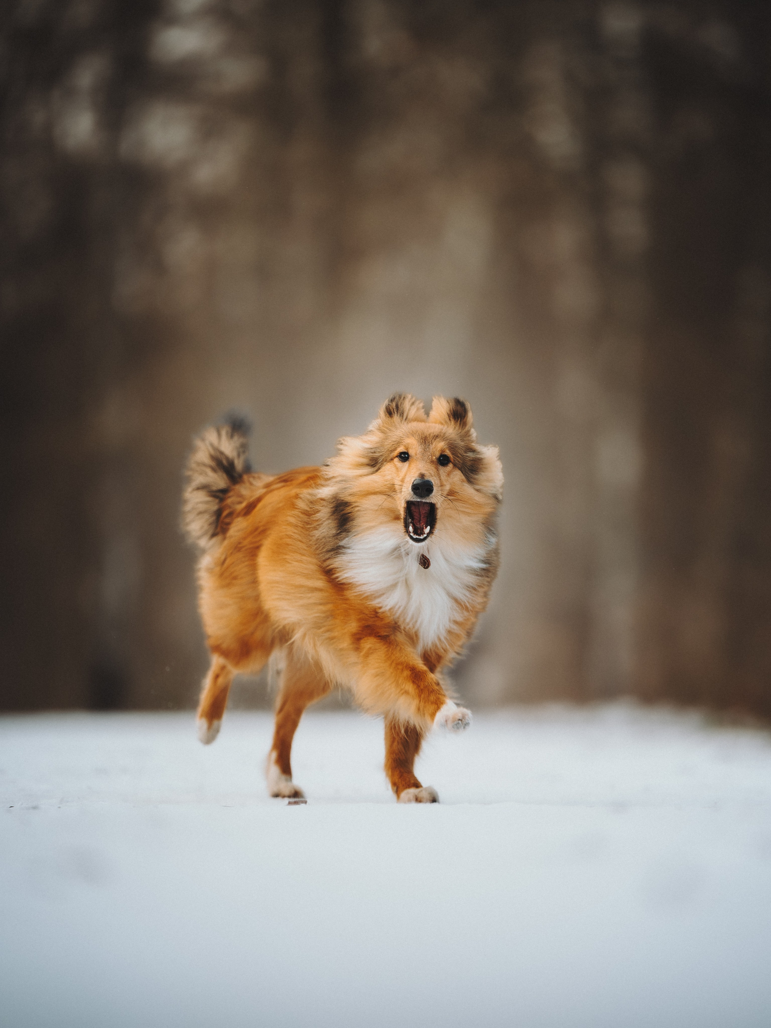 Дарья, Стас и Спика. Семейный фотограф анималист Ананьева Мария — Москва