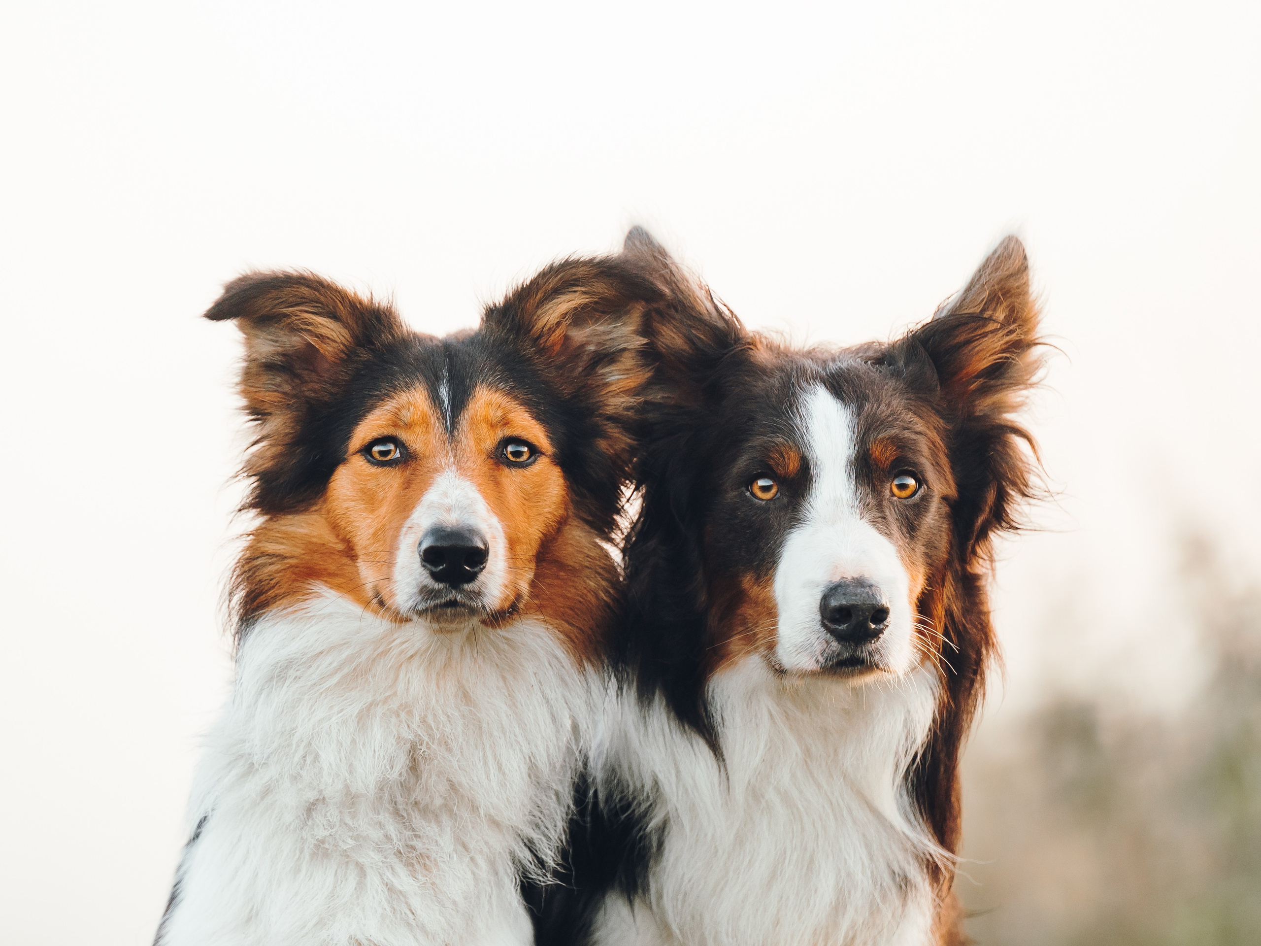 Саша, Флик и Эсприт. Семейный фотограф анималист Ананьева Мария — Москва