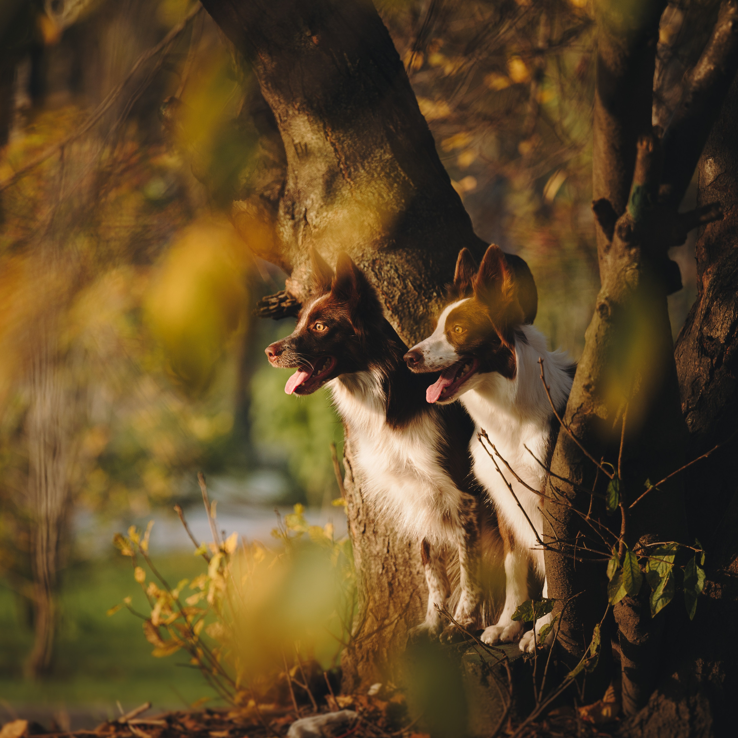 Даша, Мика и Теллур. Семейный фотограф анималист Ананьева Мария — Москва