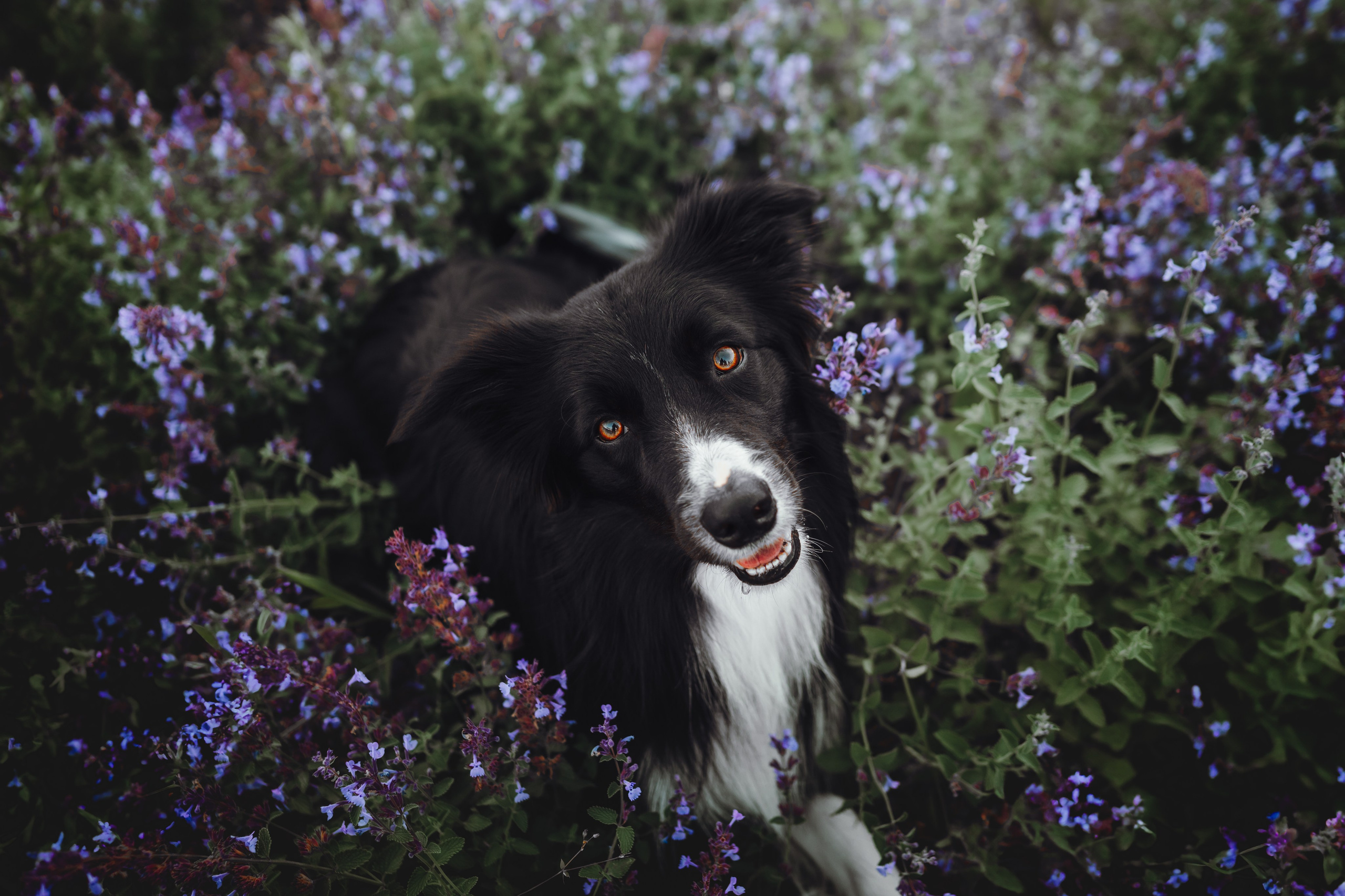 Марина и Эдж. Семейный фотограф анималист Ананьева Мария — Москва