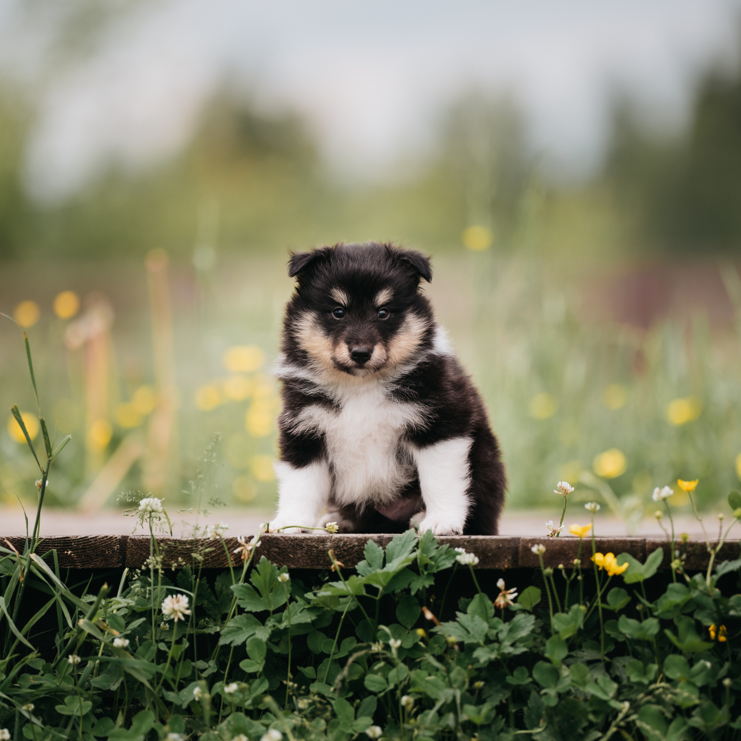 Шелти. Семейный фотограф анималист Ананьева Мария — Москва
