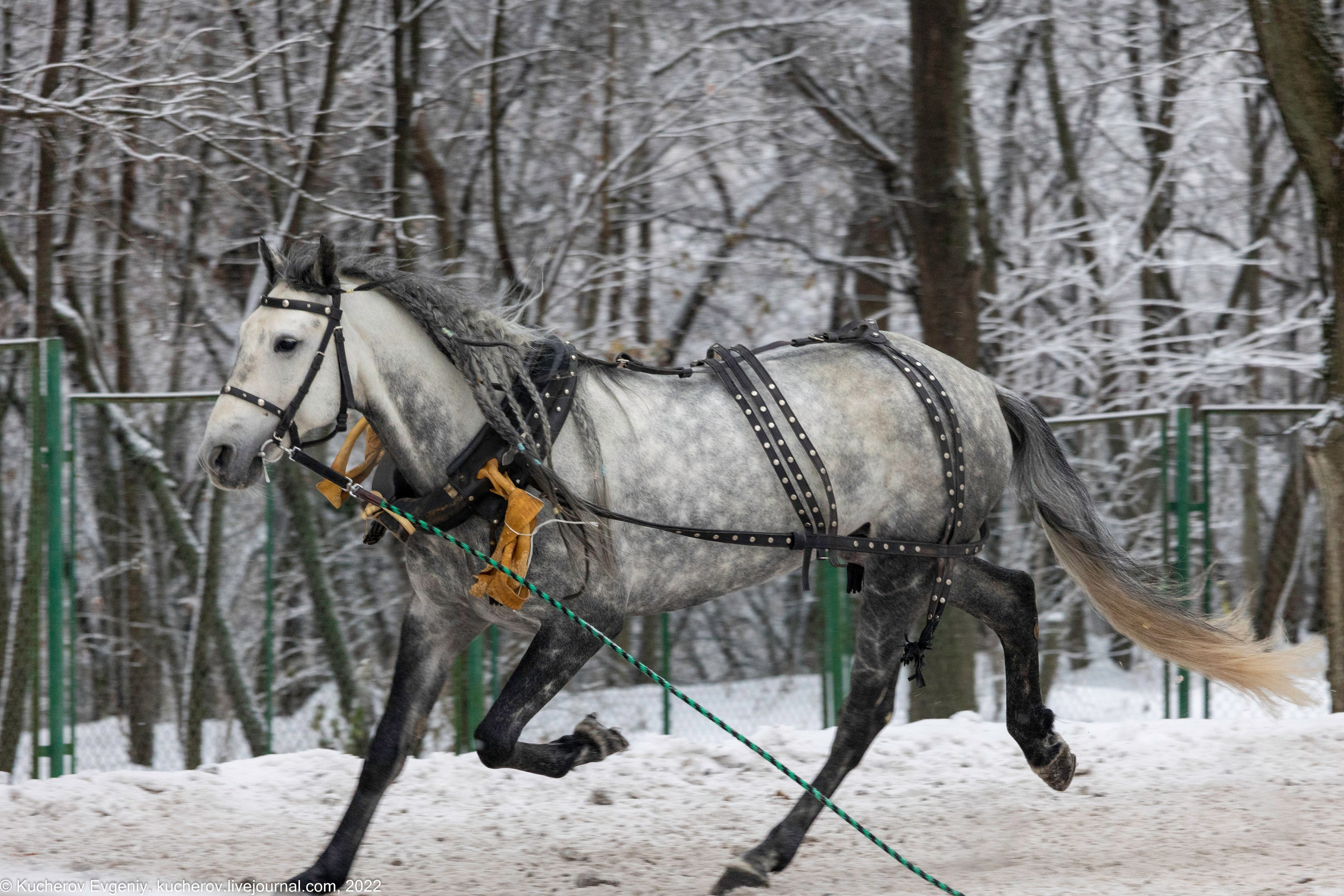 Коломенское. Кучеров Евгений. Фотограф
