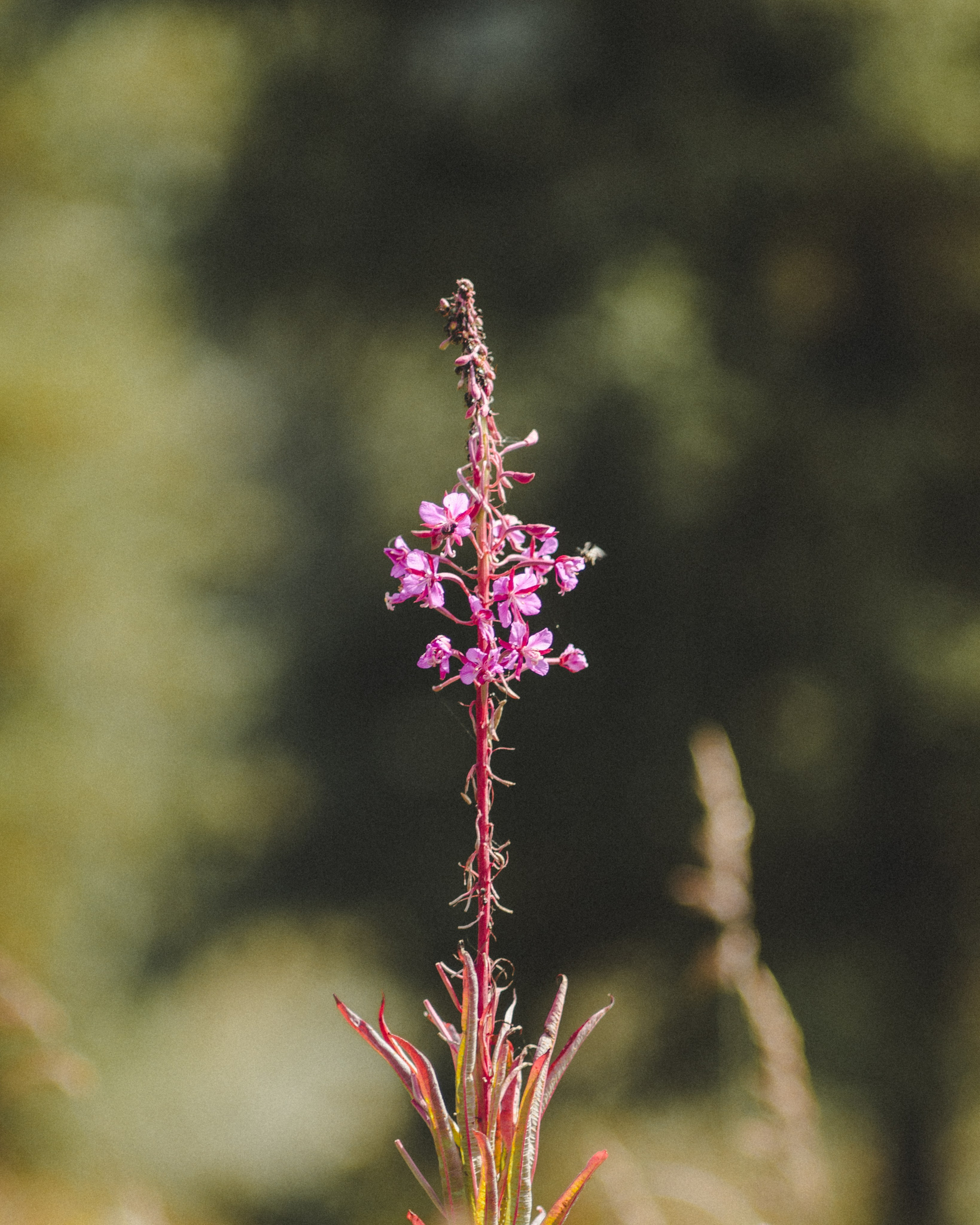 Other. Фотограф Абакан|Фрейман Никита