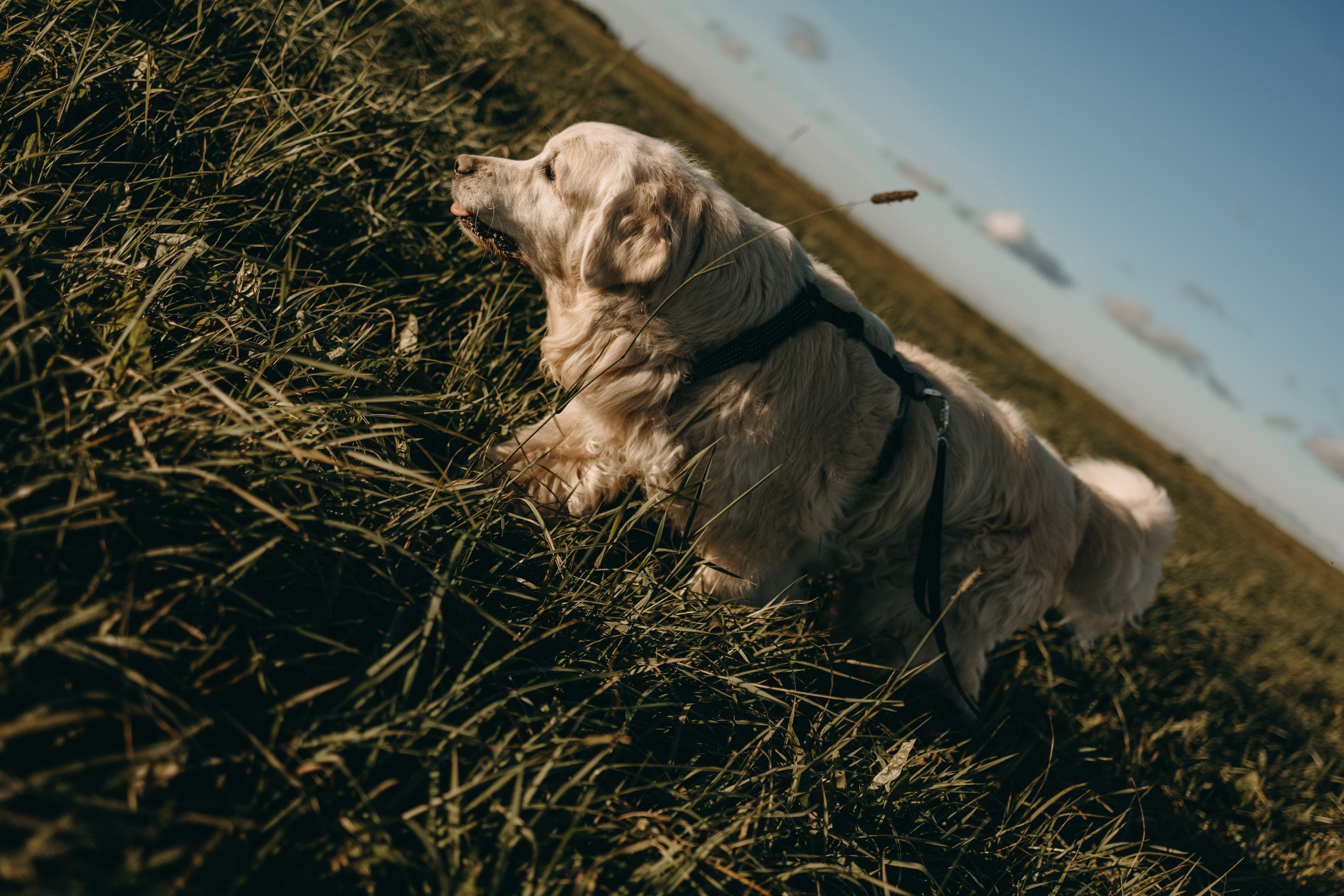 Лера и Скай. Фотограф — Анималист | Санкт-Петербург