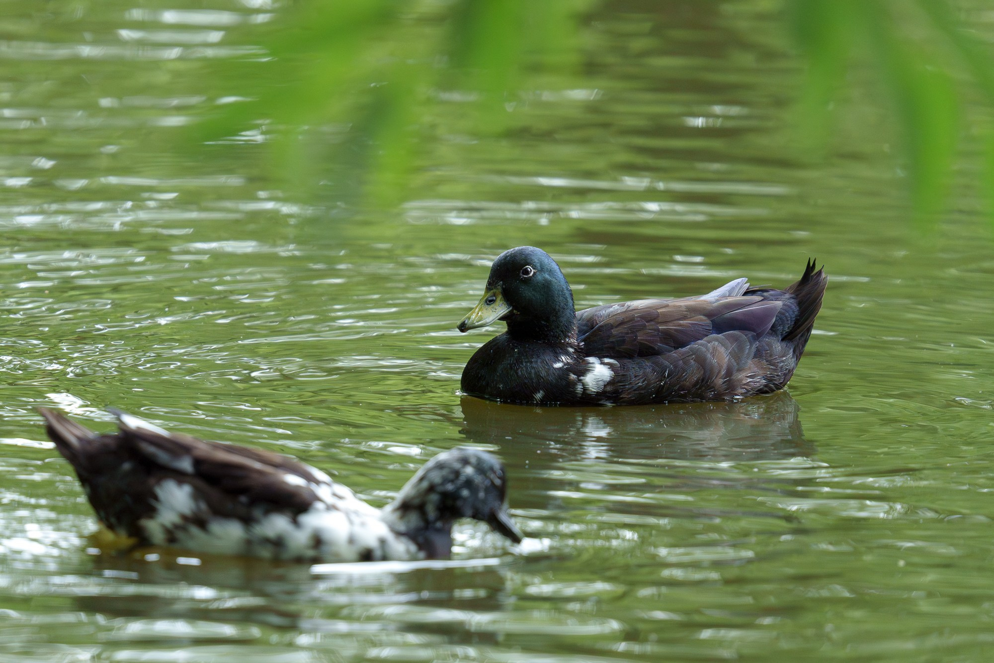 Удивительные мир птиц. Вокруг нас столько прекрасного — присмотритесь!. Ваш личный фотограф Марина Волкова
