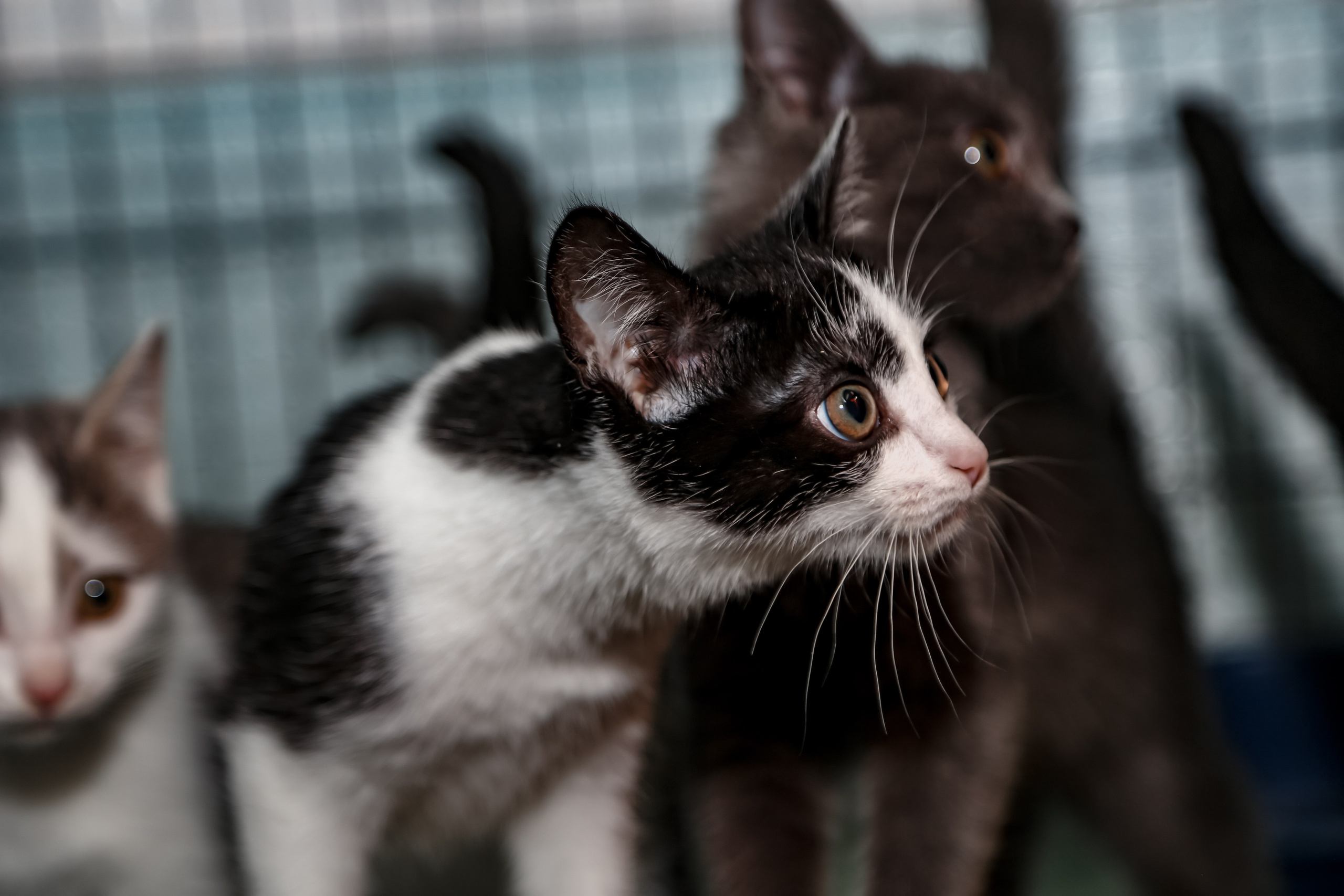 Приют Кошкин Дом Филимоша. Ваш фотограф в Оренбурге Рощупкина Екатерина