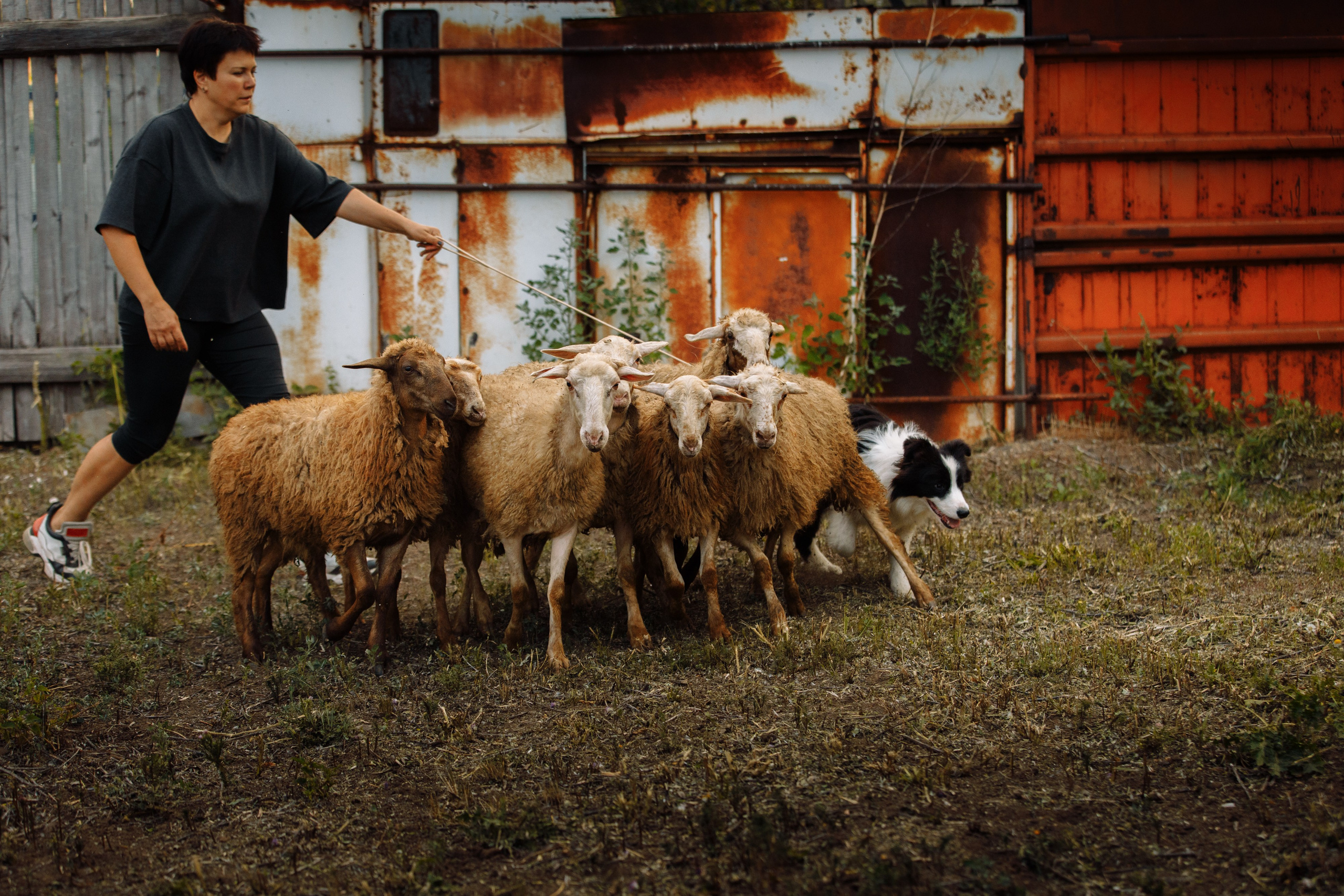 Овечий день. О нас
