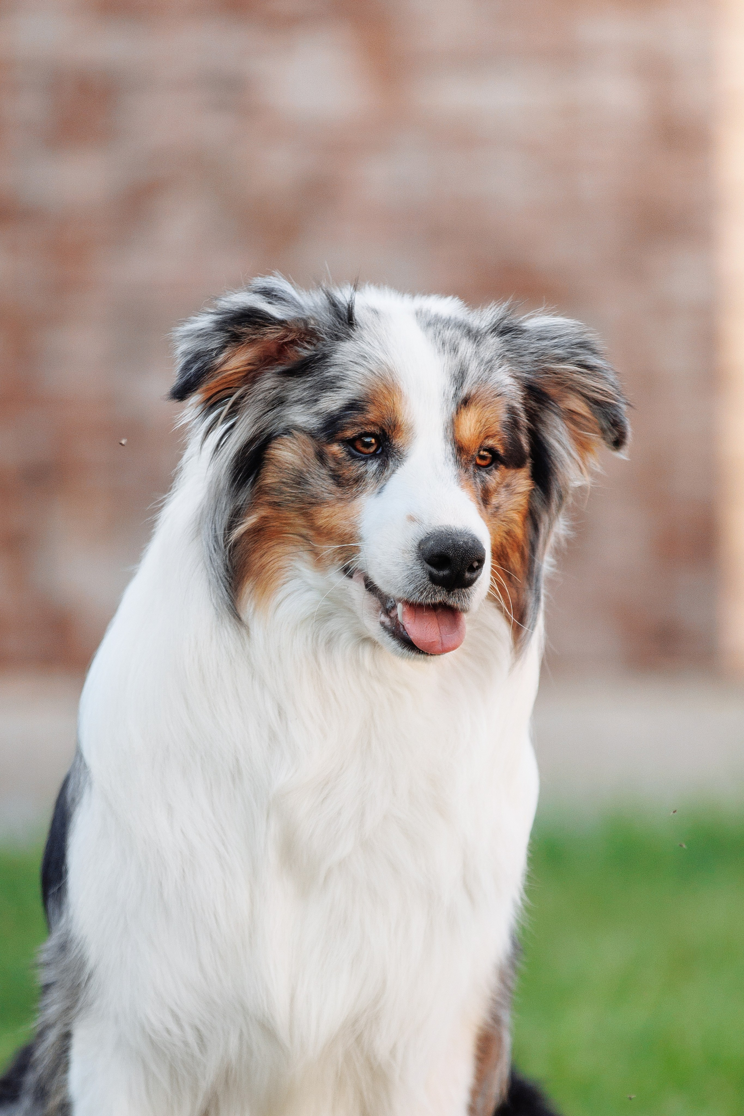 Пушистое. О нас