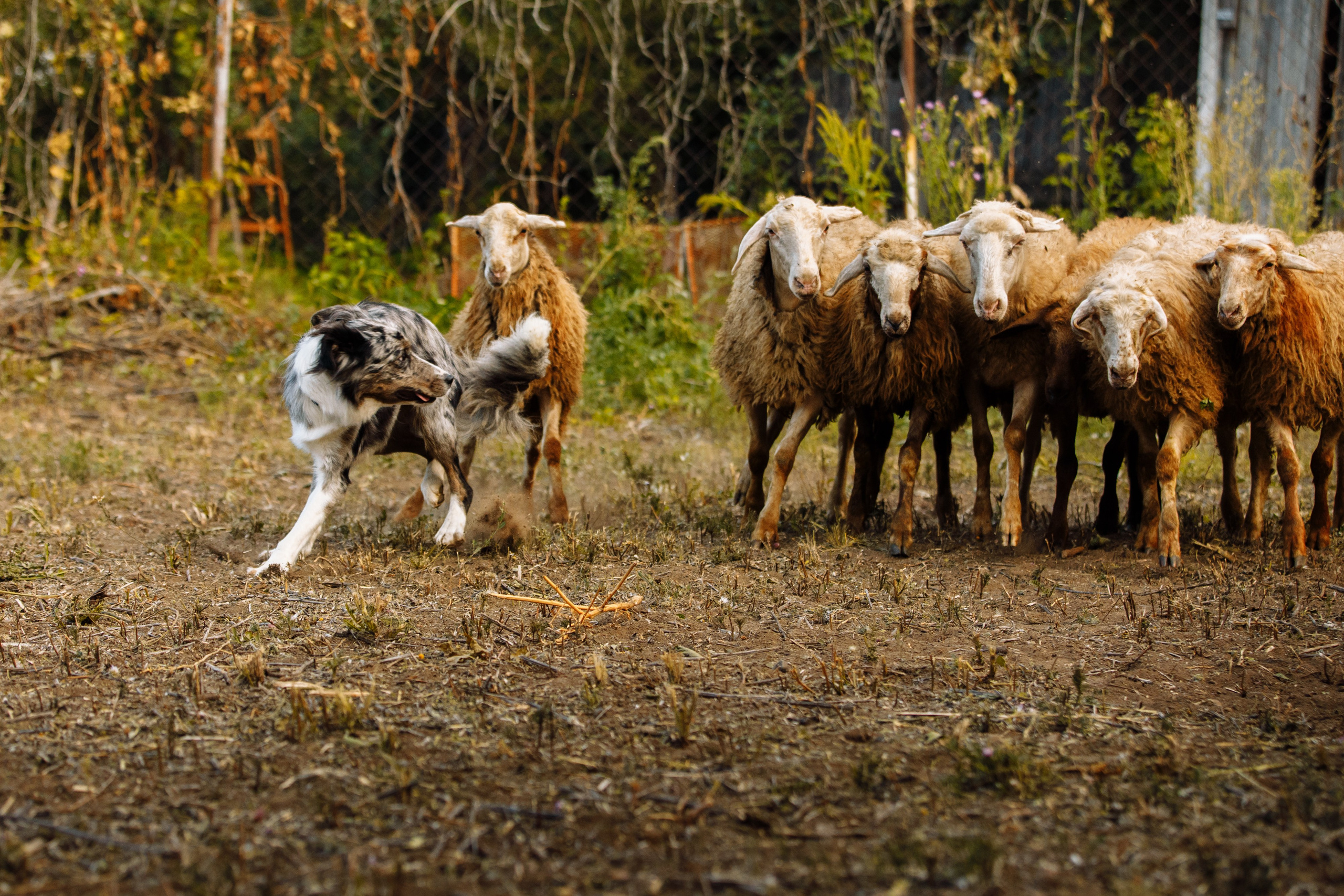 Овечий день. О нас