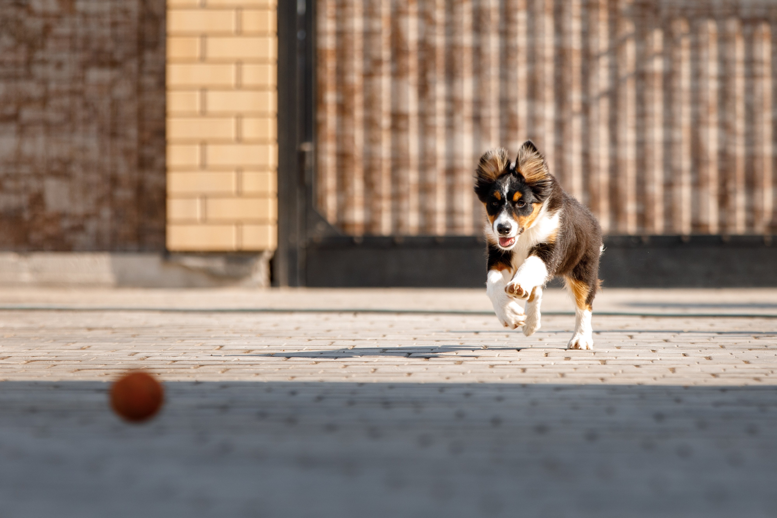 Смешарики. О нас