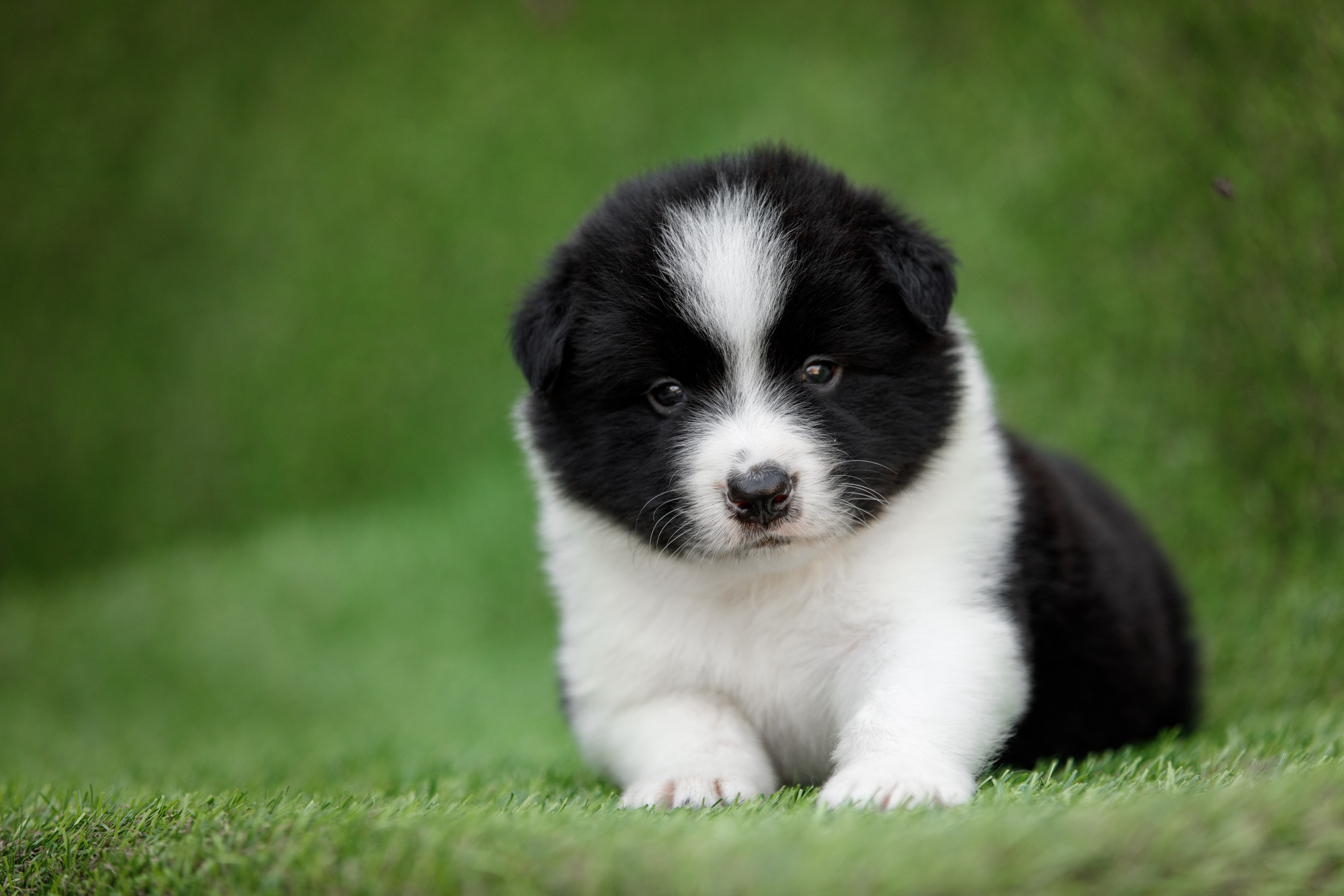 Смешарики. О нас