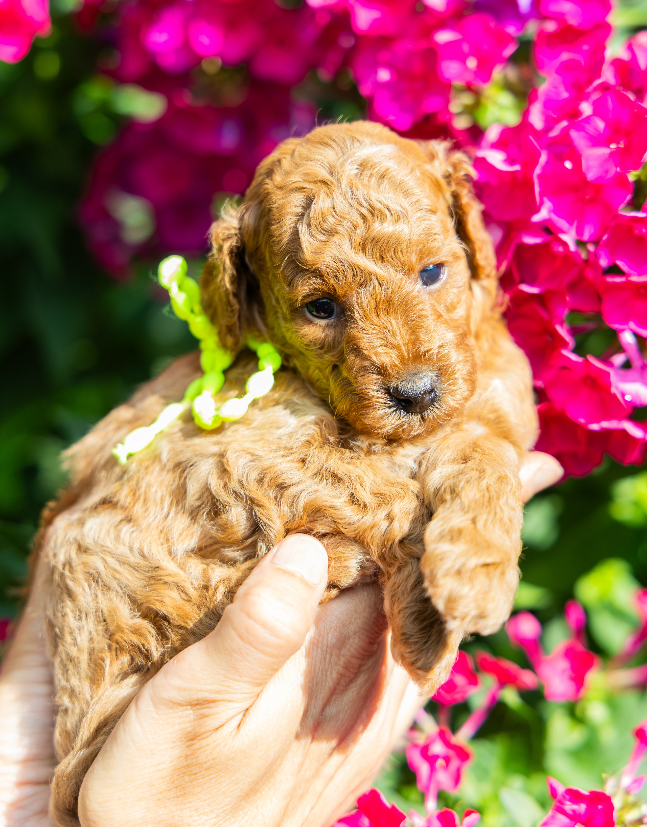 С животными. Фотограф-ретушёр