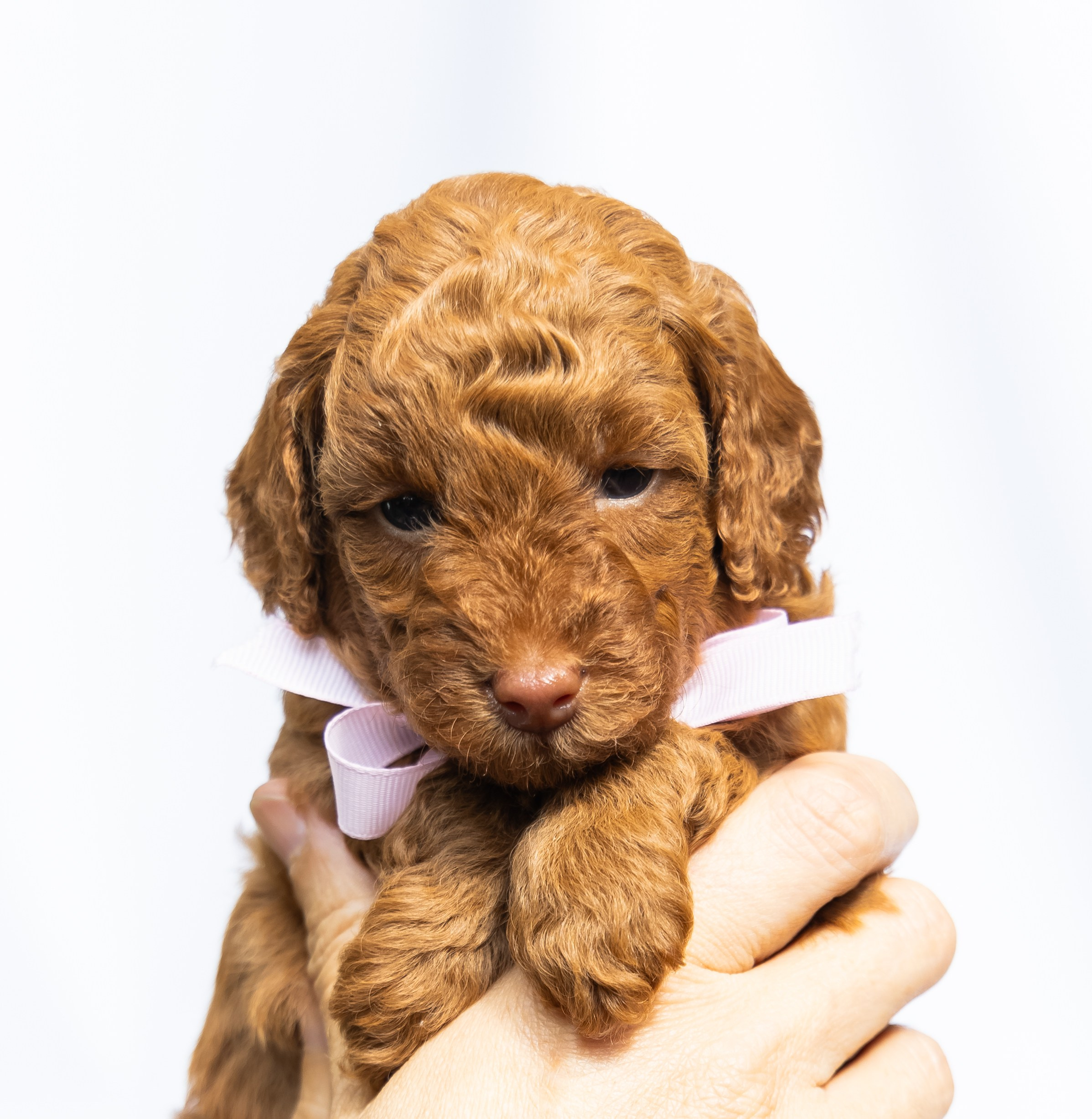 С животными. Фотограф-ретушёр