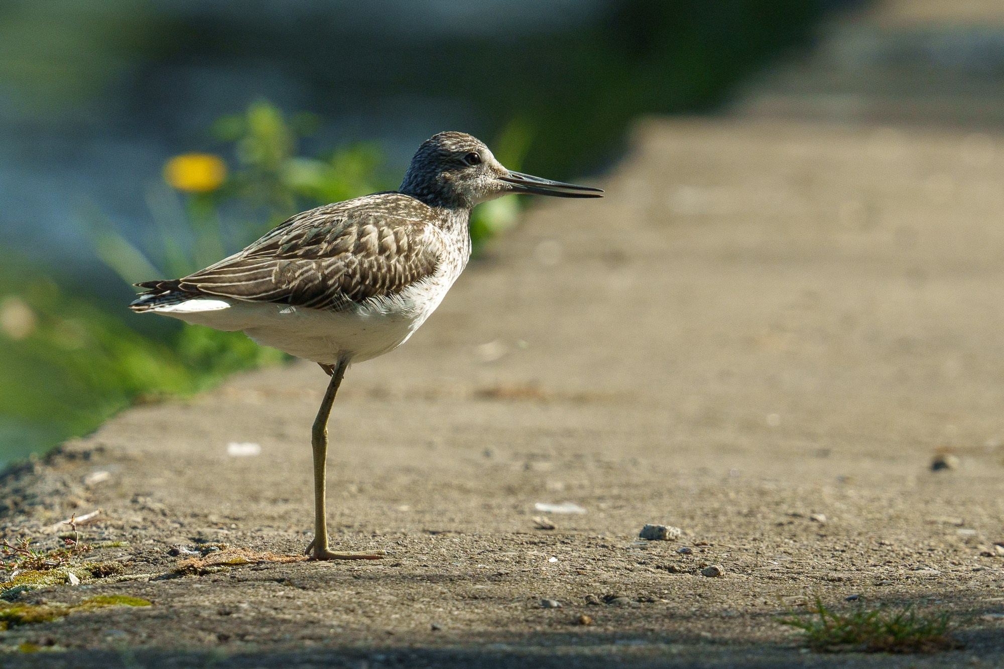 Удивительные мир птиц. Вокруг нас столько прекрасного — присмотритесь!. Ваш личный фотограф Марина Волкова