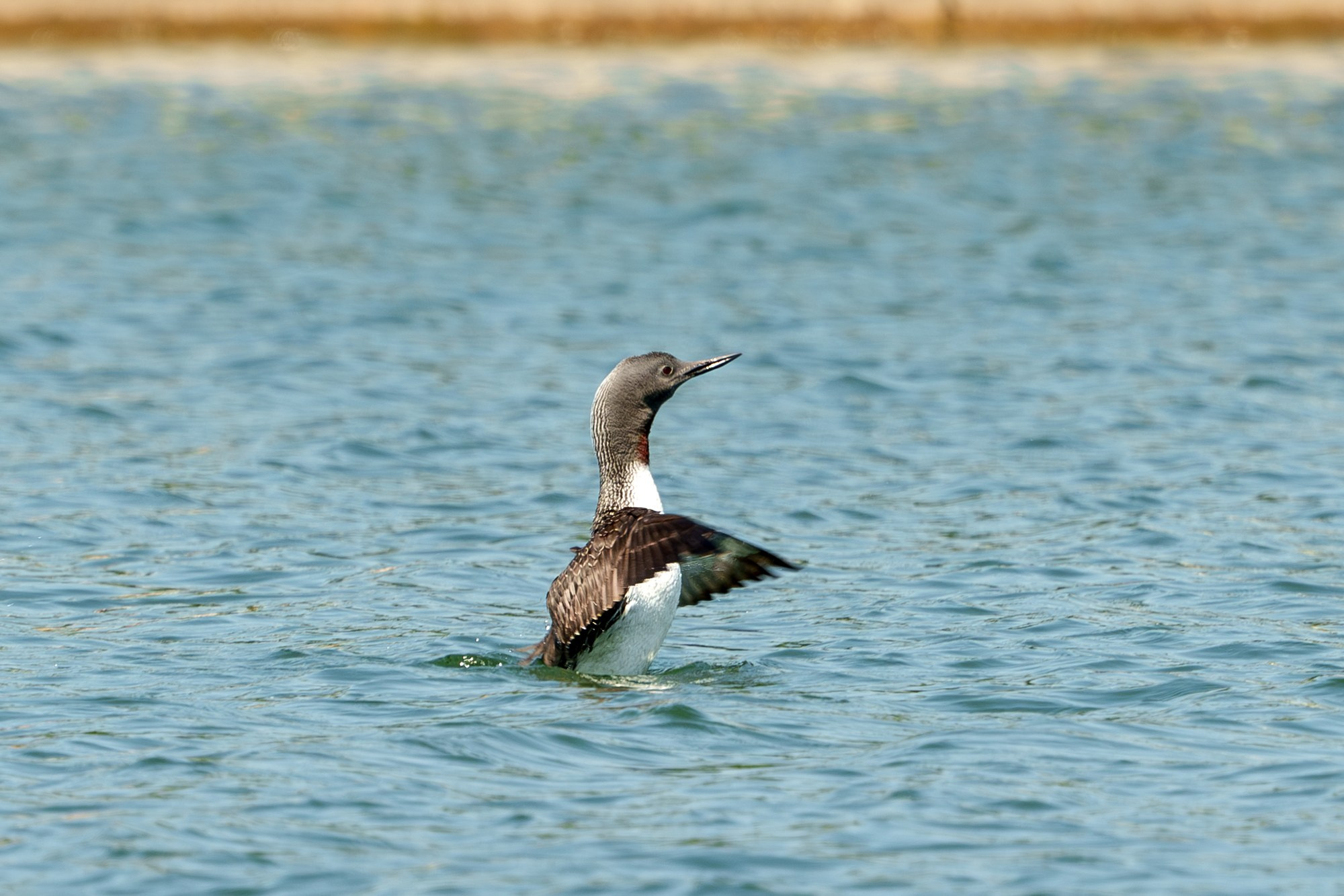 Удивительные мир птиц. Вокруг нас столько прекрасного — присмотритесь!. Ваш личный фотограф Марина Волкова