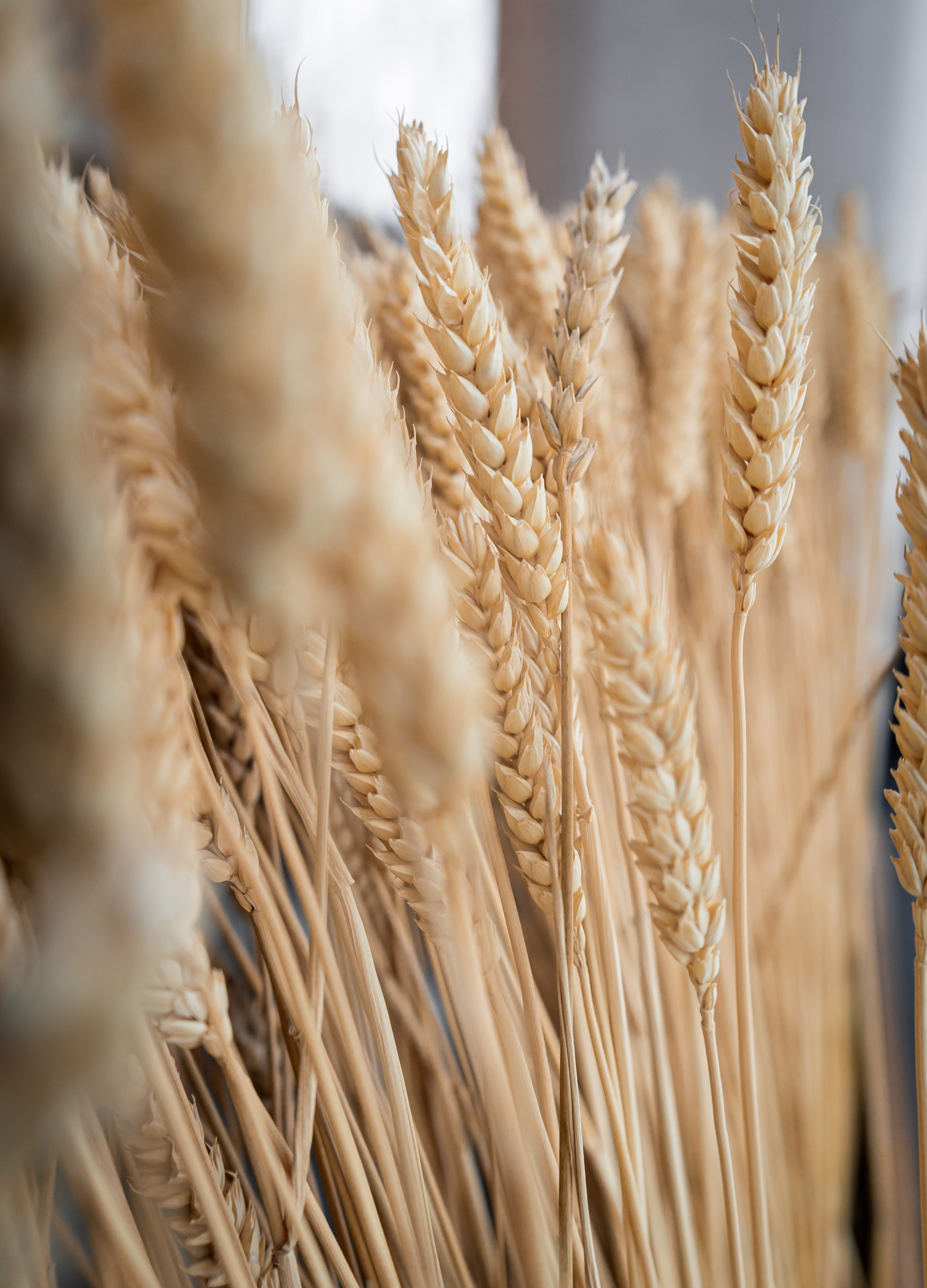 Negroni. Фуд-фотограф Караганда Астана