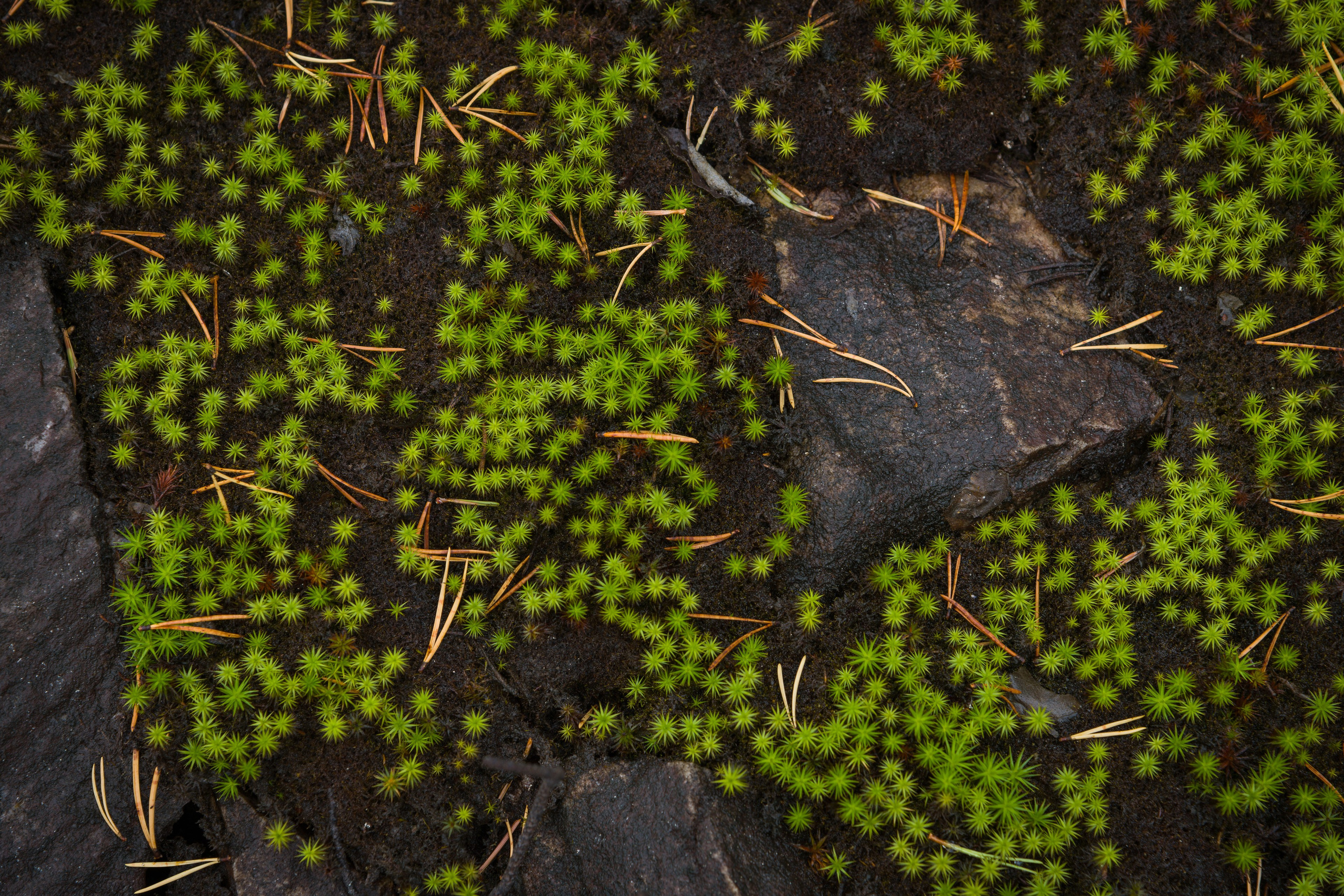 Лето. Северные Ночи