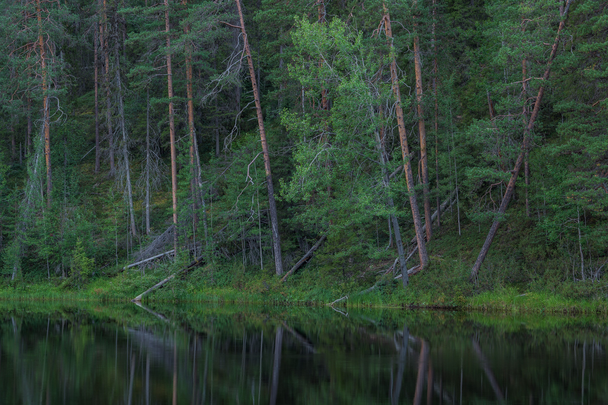 Лето. Северные Ночи
