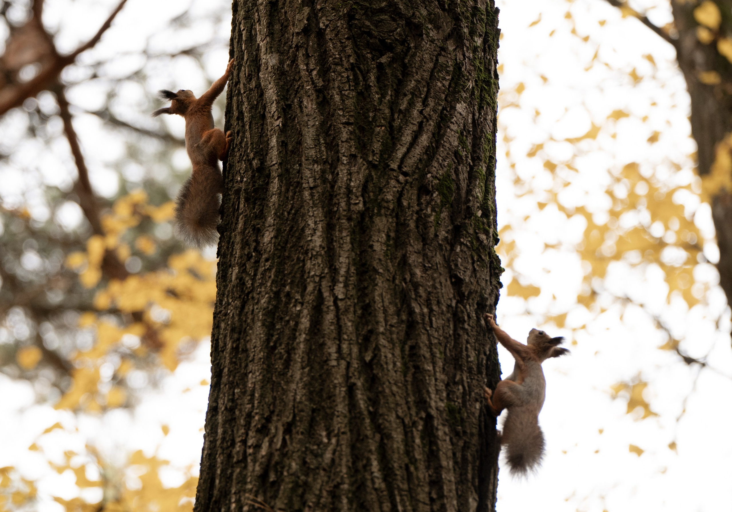 Давид и Екатерина. Свадебный фотограф Тула