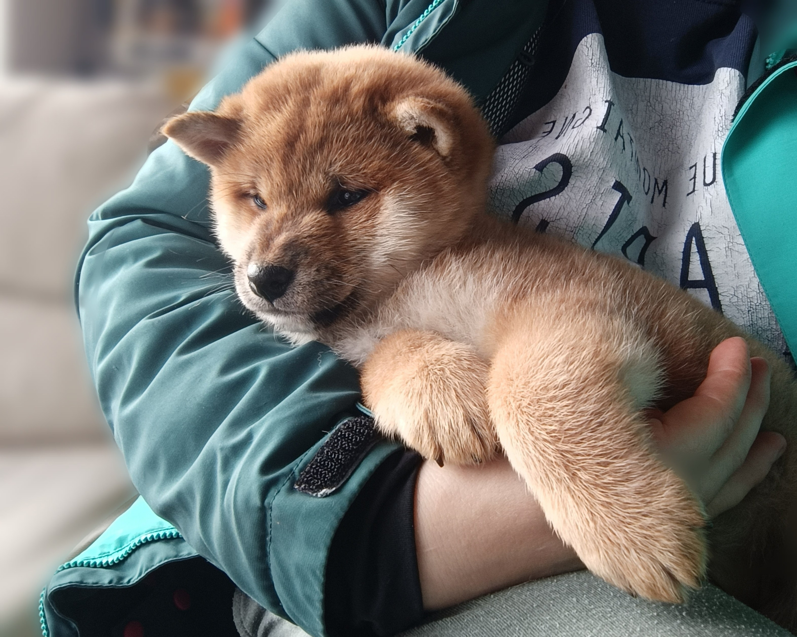 Сиба Rubylight Ellis питомник Рубилайт 