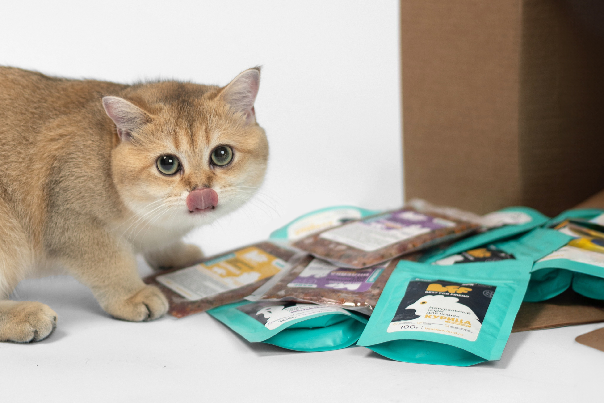 Best for friend (BFF). Фотограф анималист Кристина Карпова, Москва