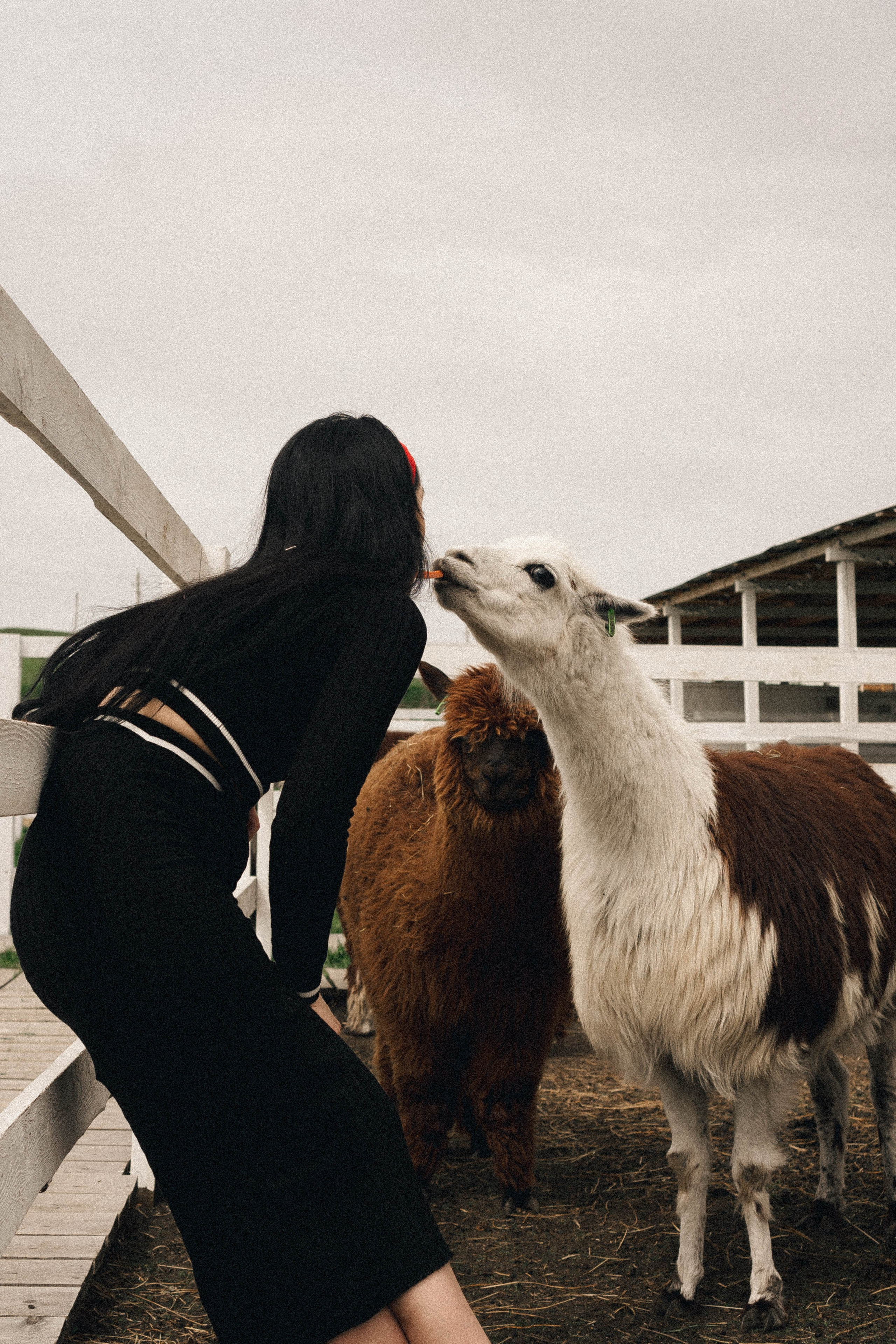 Ферма Альпак. Профессиональный фотограф, Санкт-Петербург — Виктория Богомолова