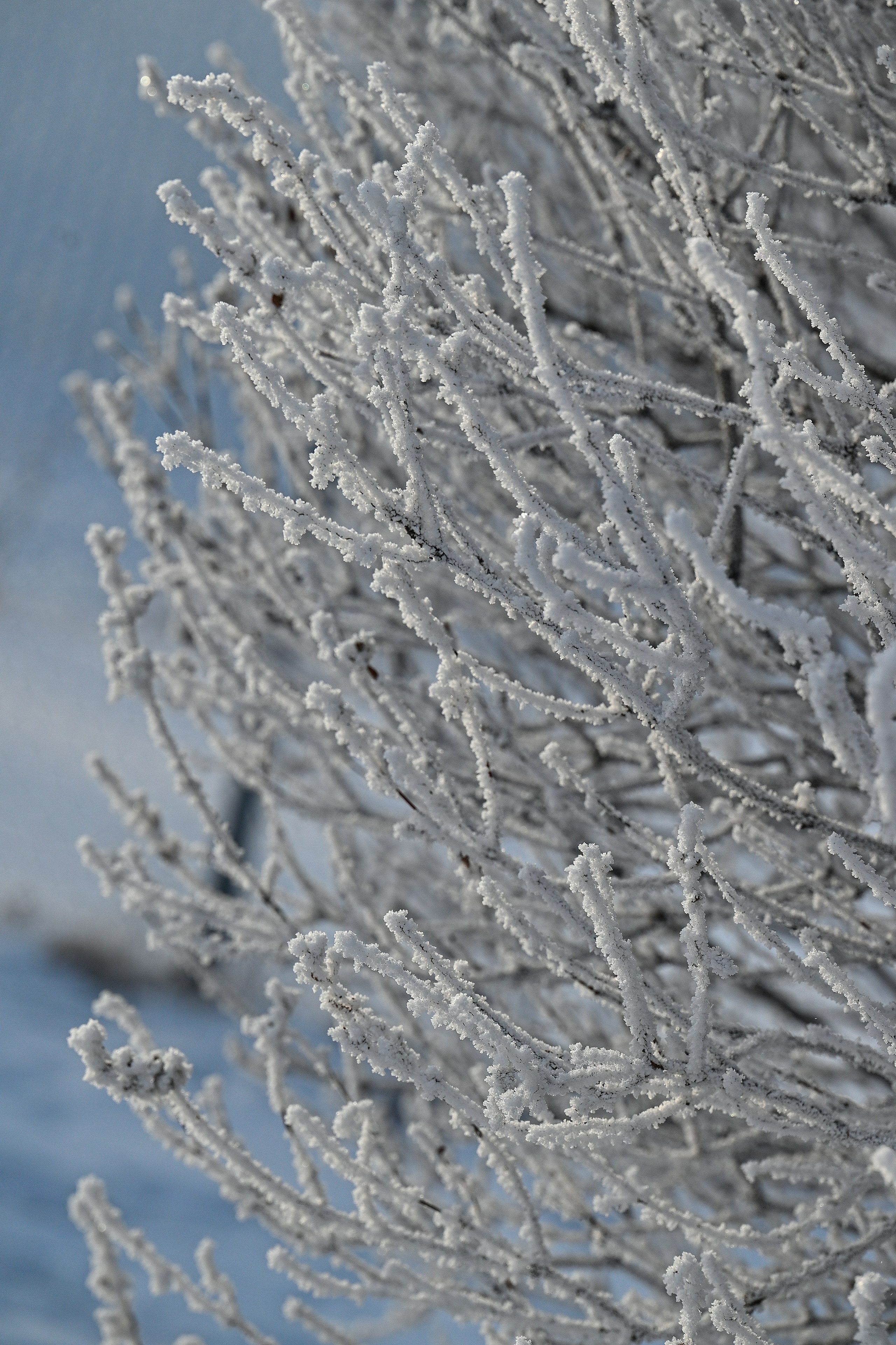 Сибирская зима прекрасна!. FotoGraf