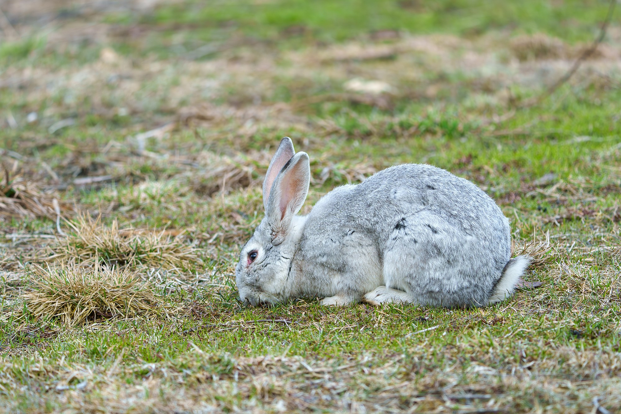 Животные. Ваш личный фотограф Марина Волкова