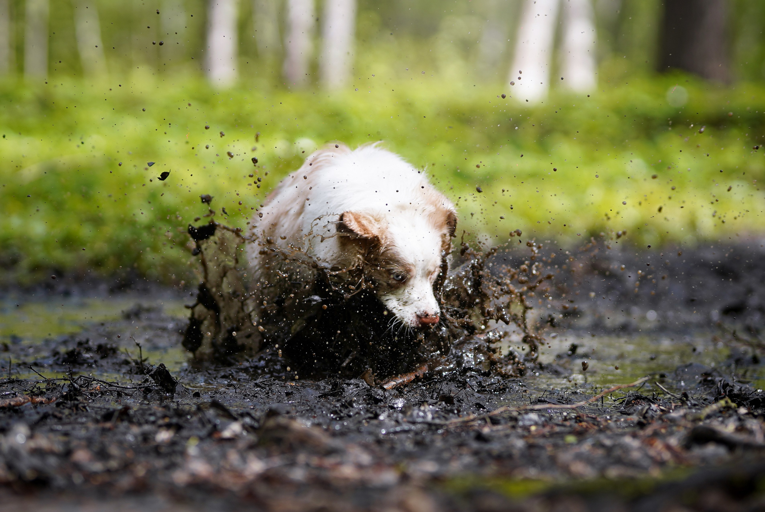 Рокки и Гермиона. Фотограф-анималист в Санкт-Петербурге Яна Мартынова