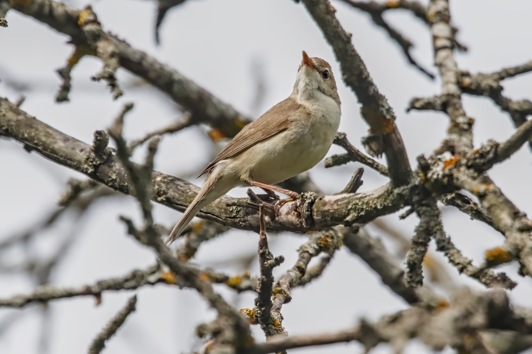 Птицы (Aves). Someone from Russia aka RUS147