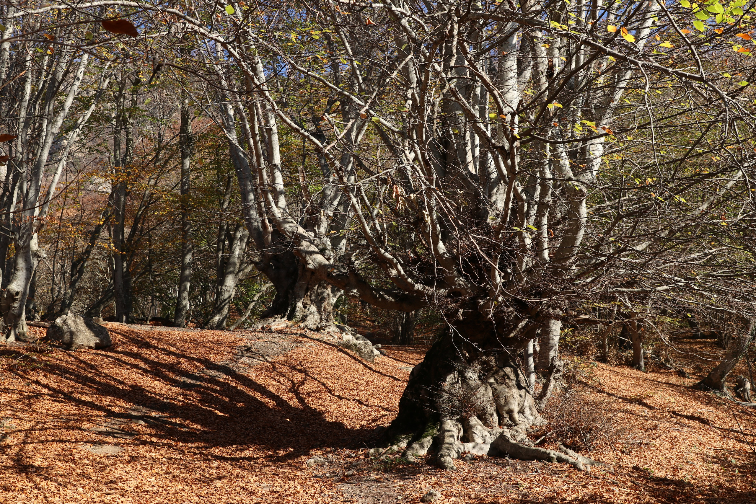 Крым. ЮБК (Гурзуф, Судак и их окрестности). Ноябрь 2023. Путешественник-фотограф из Санкт-Петербурга Татьяна Свистулина