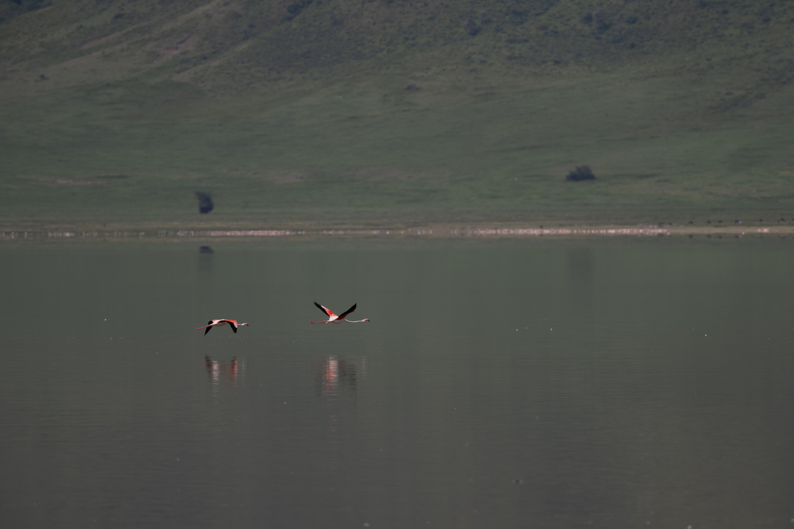 Не собаки. -