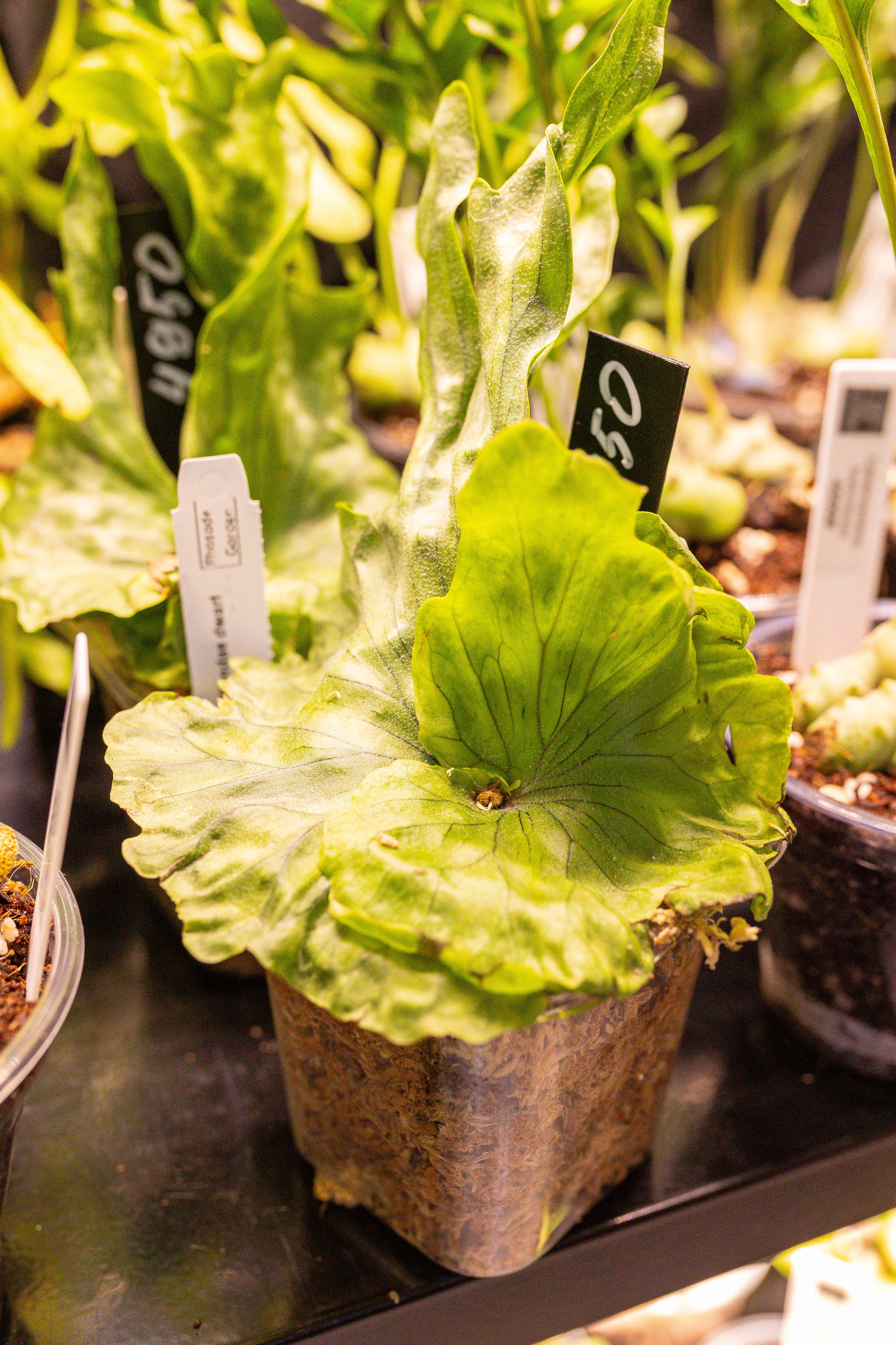 Монстериум 11–12 октября. Александра Куликова фотограф, Москва