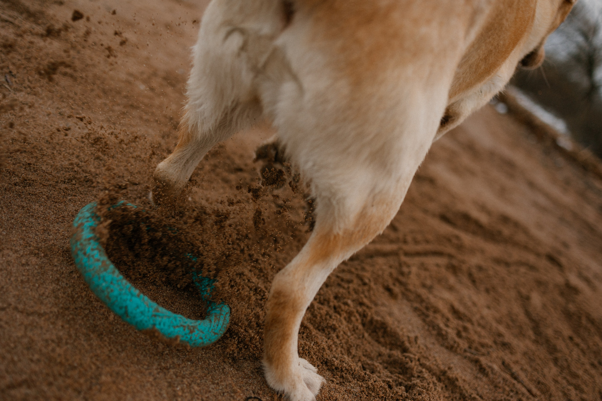 Ирина и Бася. Фотограф — Анималист | Санкт-Петербург