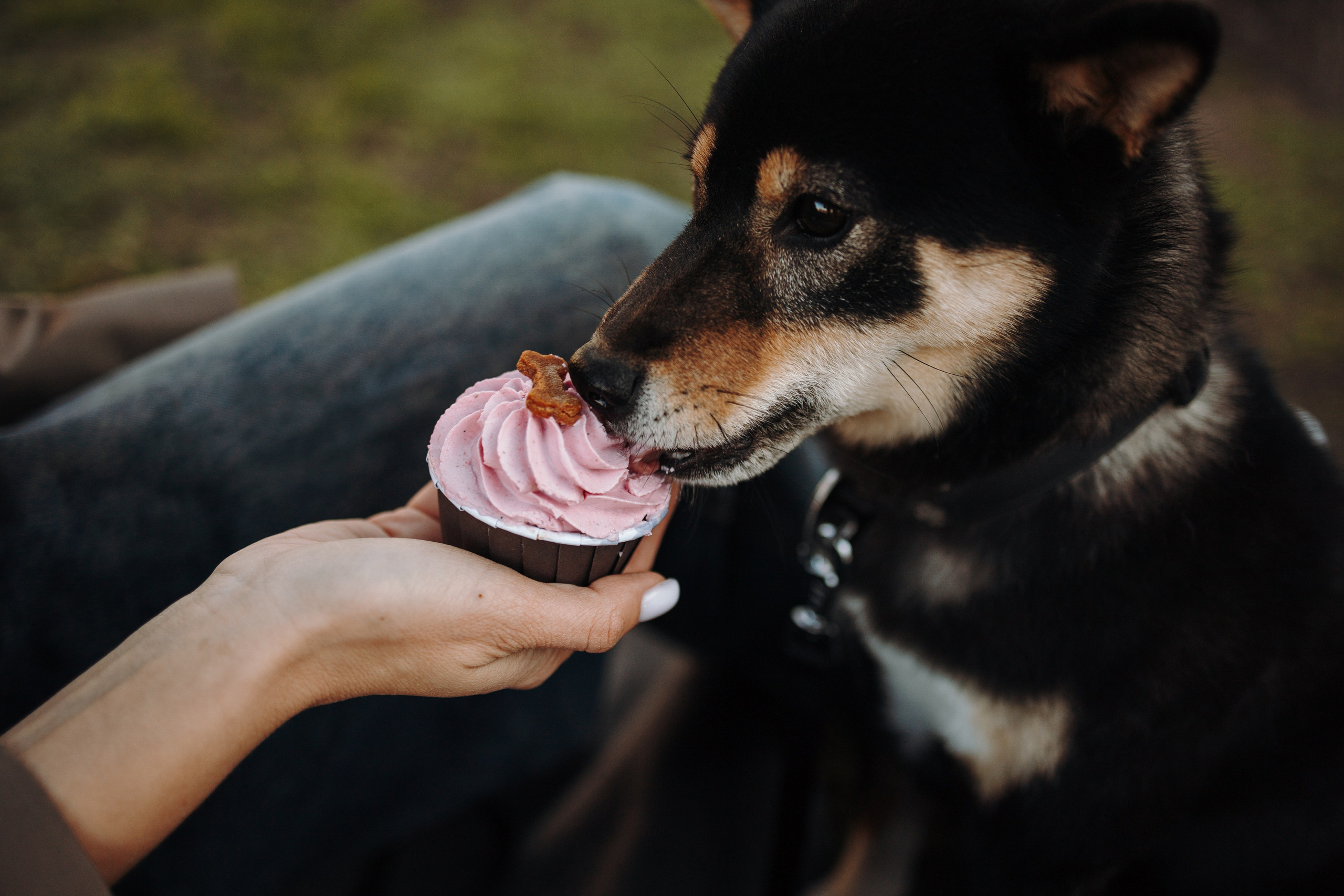 Даша и ее девочки. Фотограф — Анималист | Санкт-Петербург